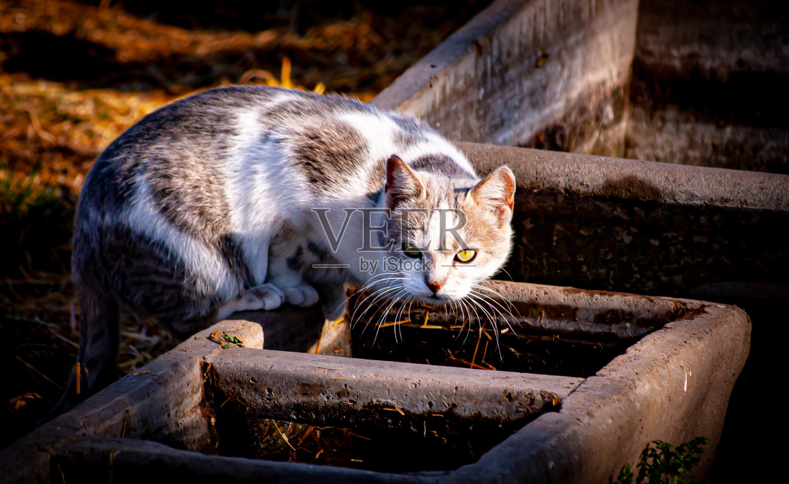 猫照片摄影图片