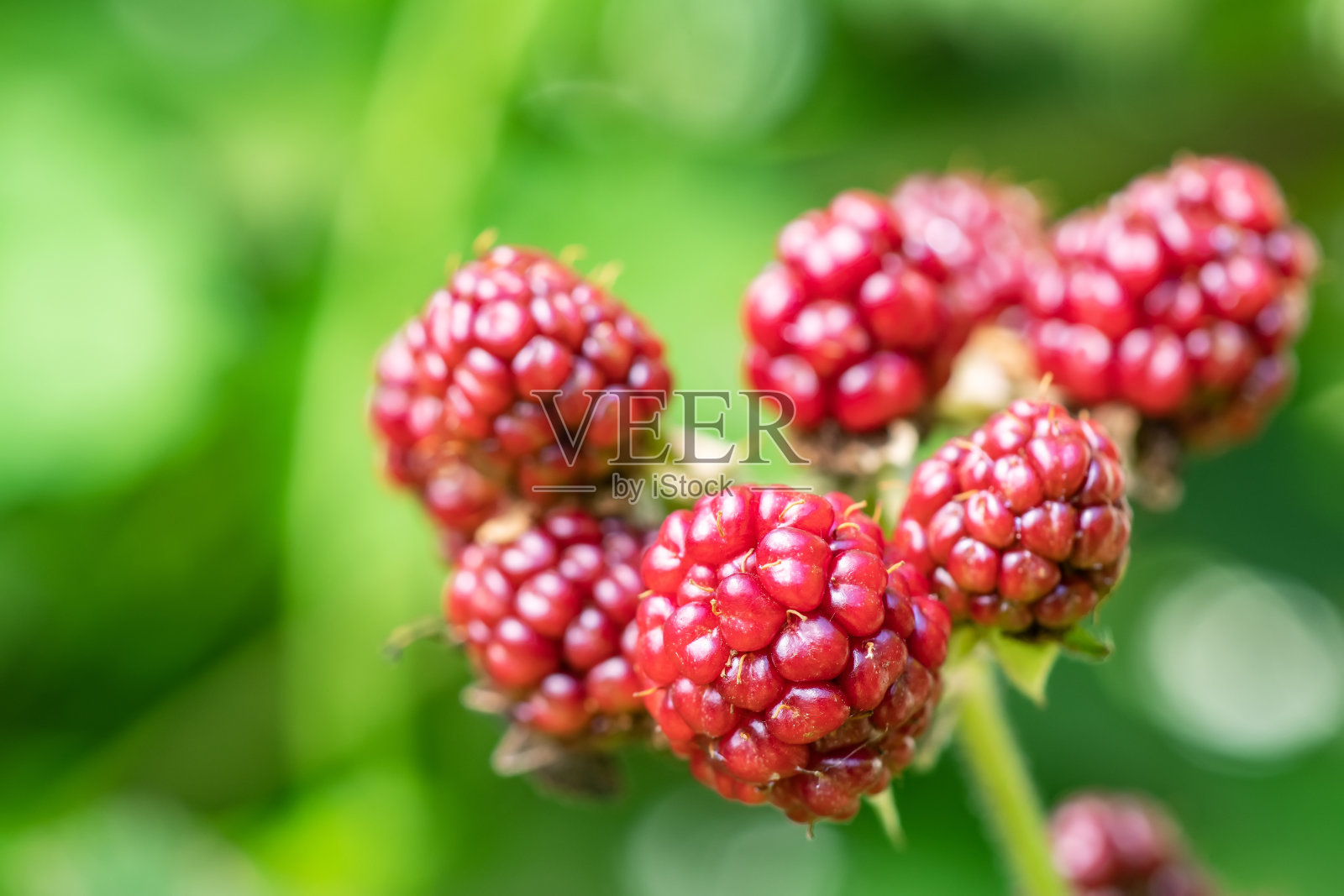 灌木上有选择性聚焦的未成熟黑莓。一些浆果照片摄影图片