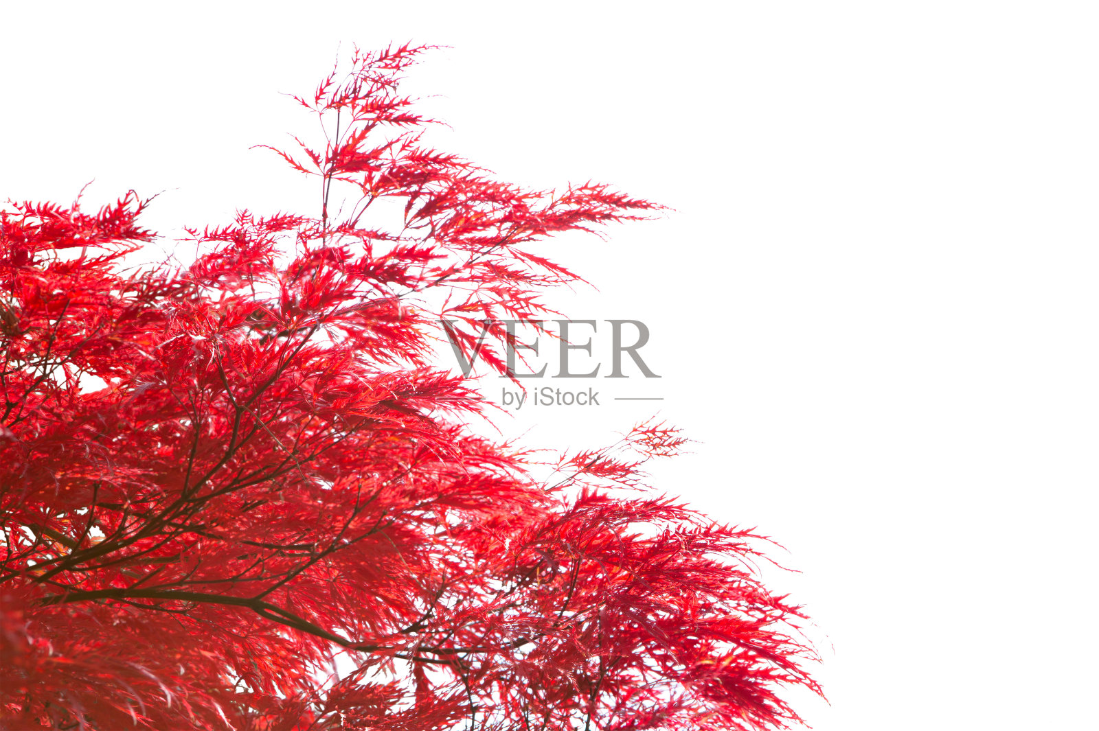 红色秋叶的树枝被孤立在白色的背景上。有选择性的重点。掌槭"Tamukeyama"(日本枫)照片摄影图片