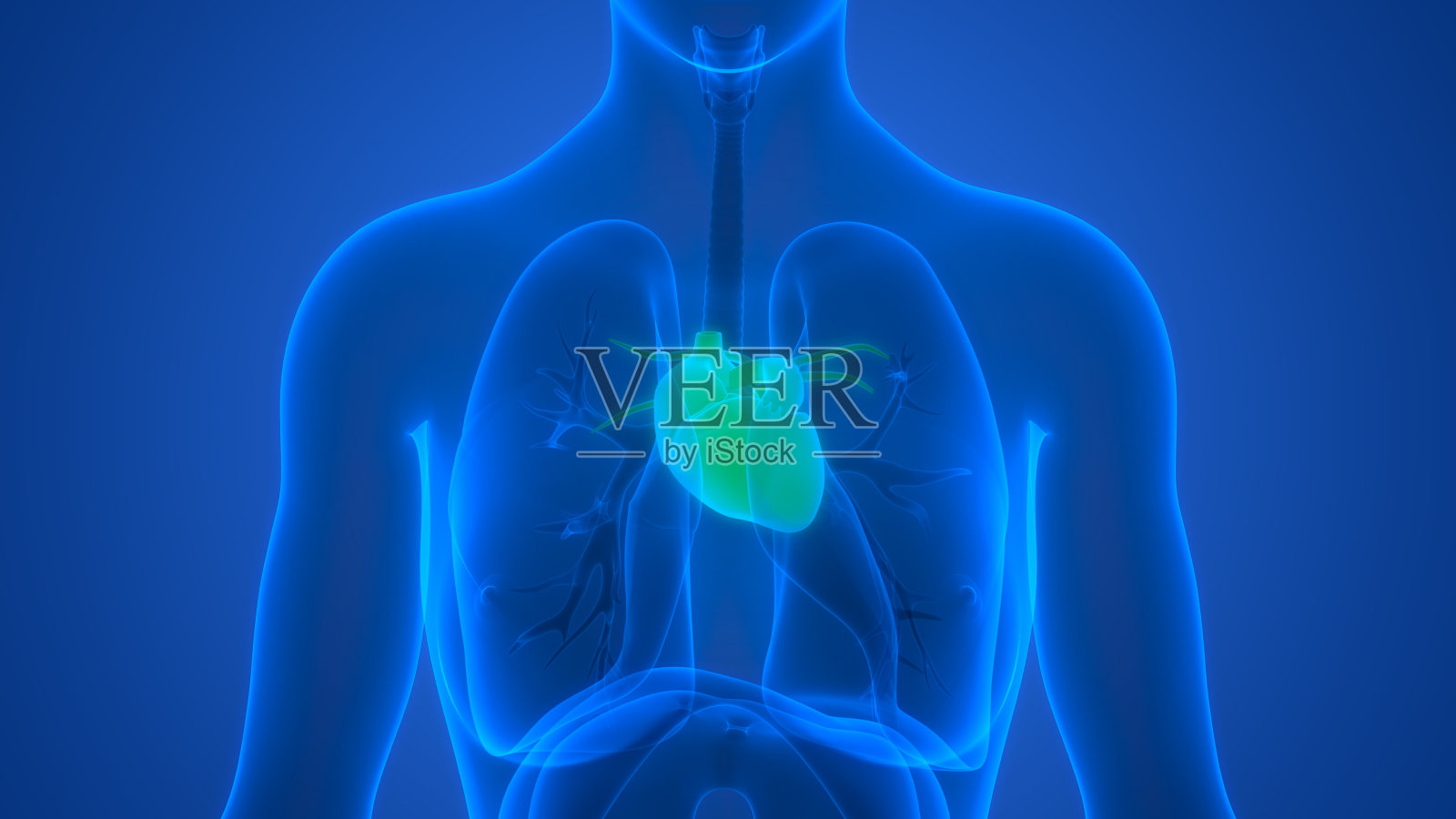 人体循环系统心脏解剖学照片摄影图片