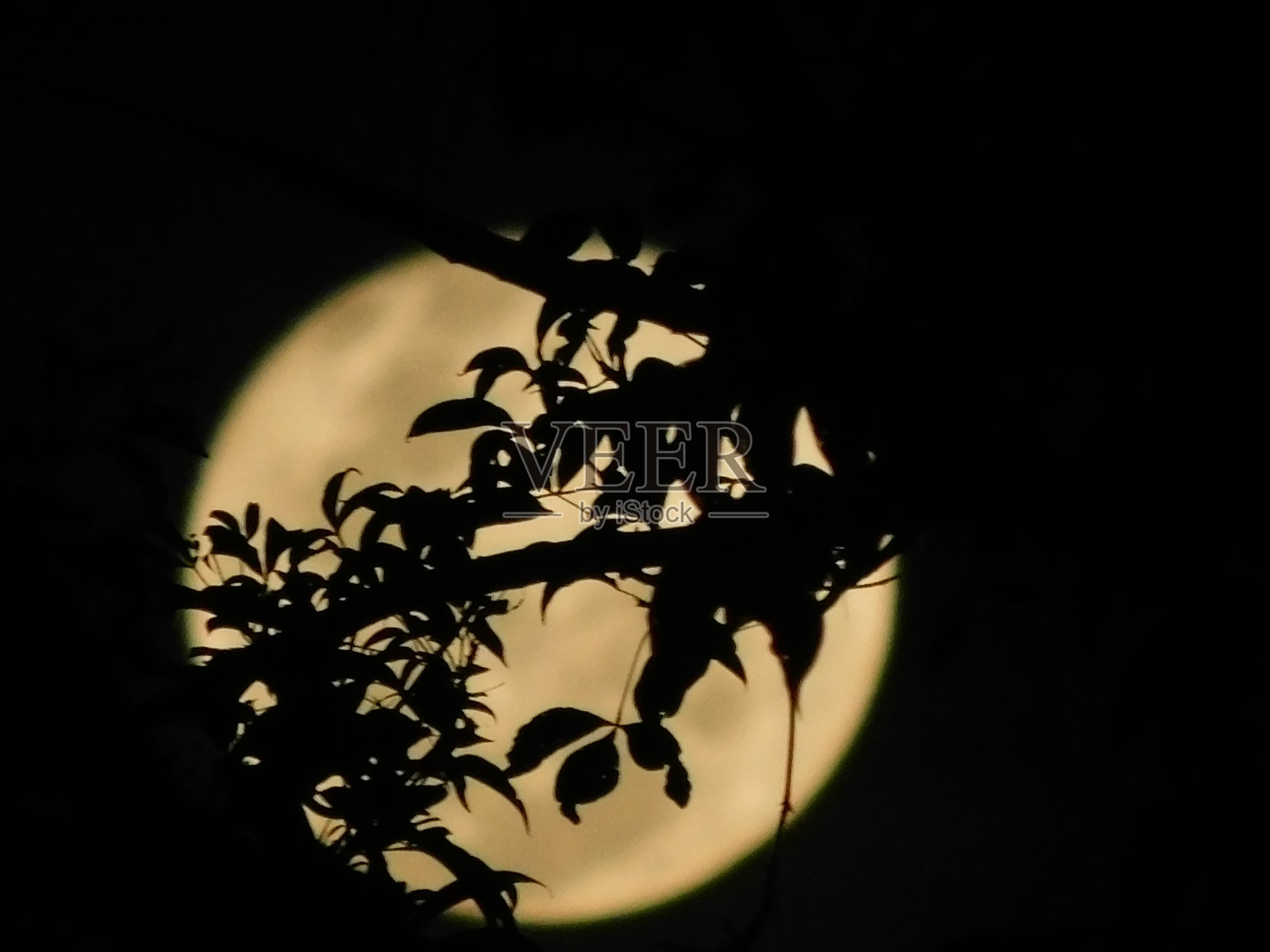 夜幕下的满月和树枝的剪影。照片摄影图片