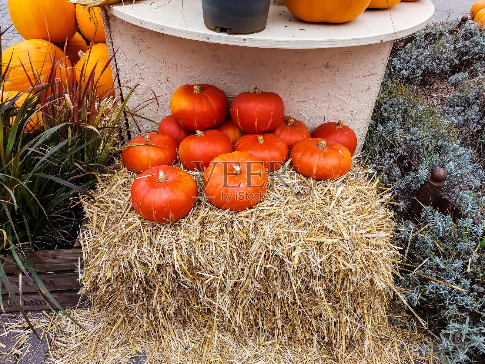 秋天装饰南瓜在干草捆上照片摄影图片