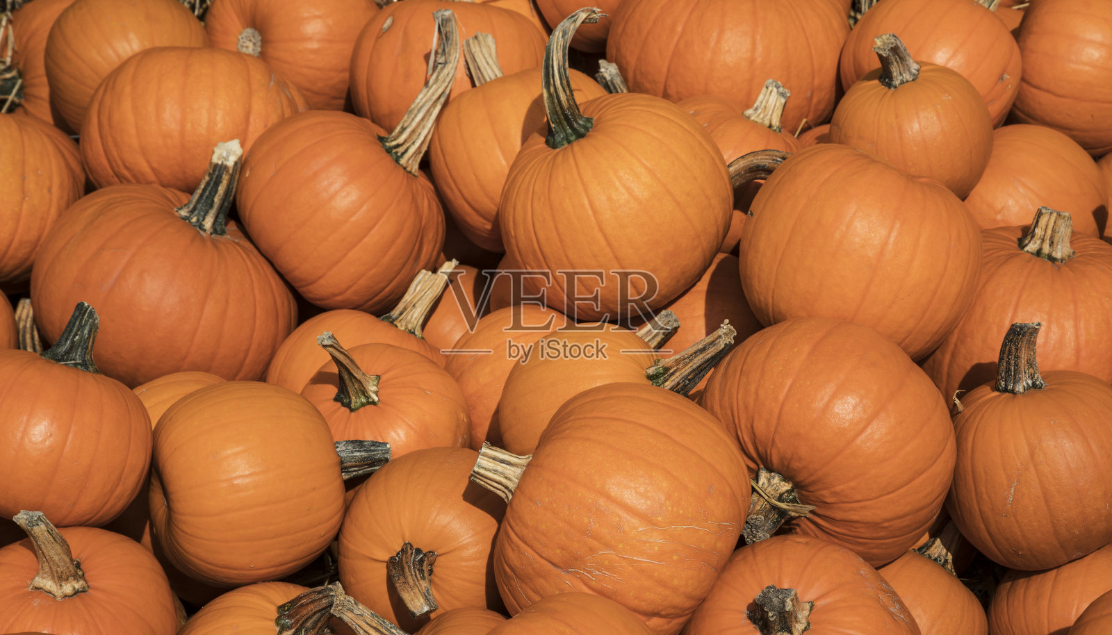 在秋天收获的时候，一堆橙色的南瓜照片摄影图片