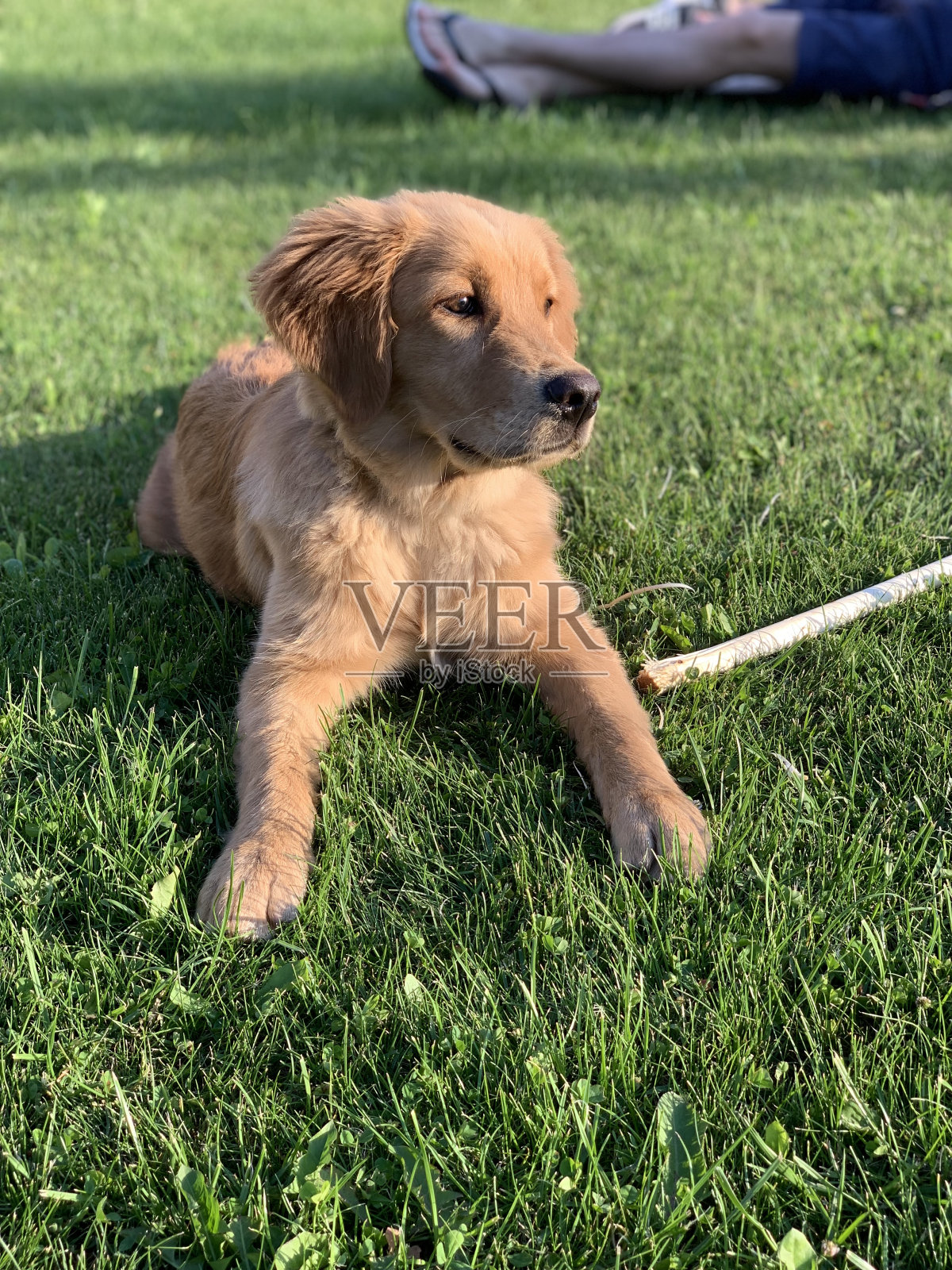 小狗在后院玩耍照片摄影图片