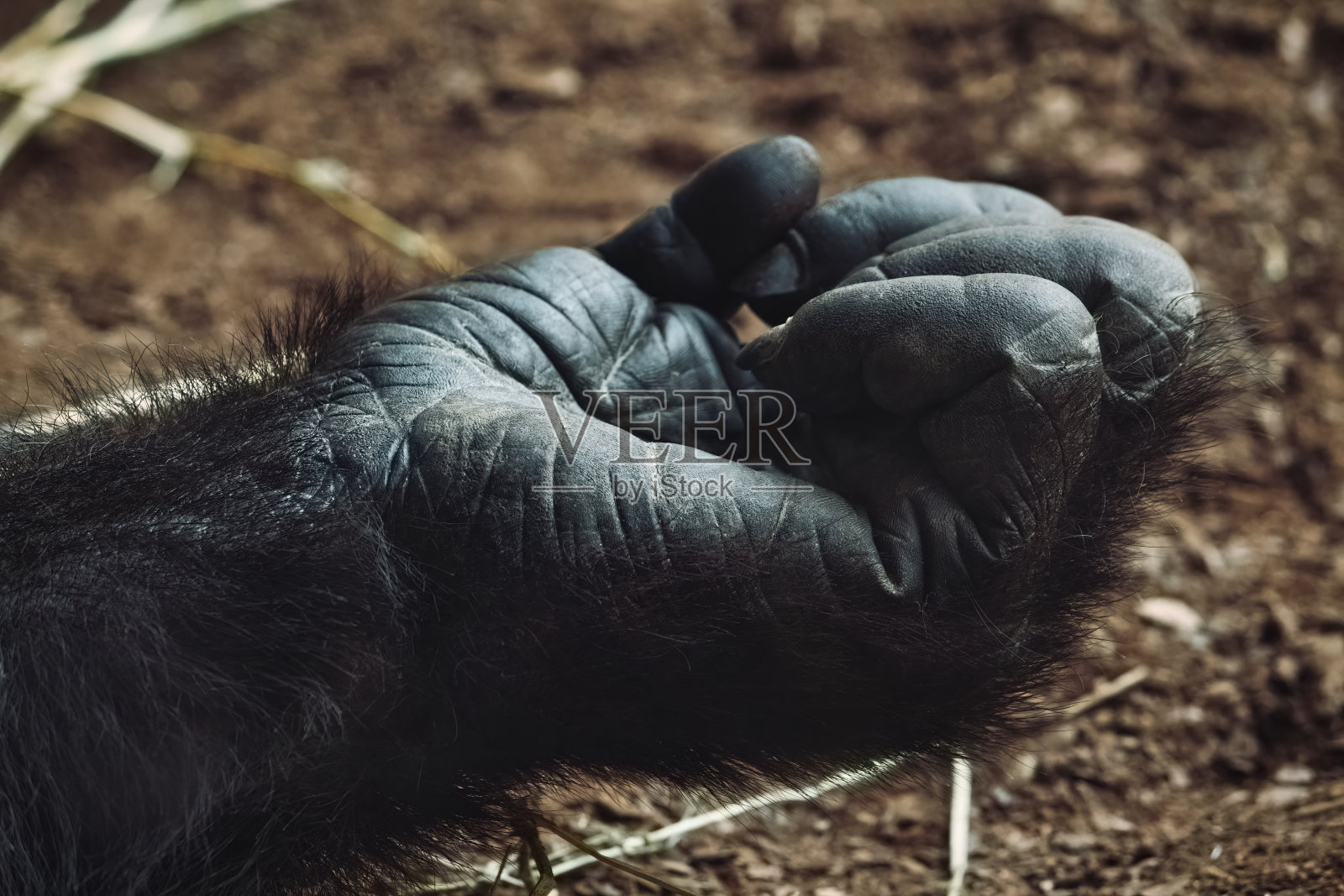 一只成年山地大猩猩的手放在地上的特写照片摄影图片