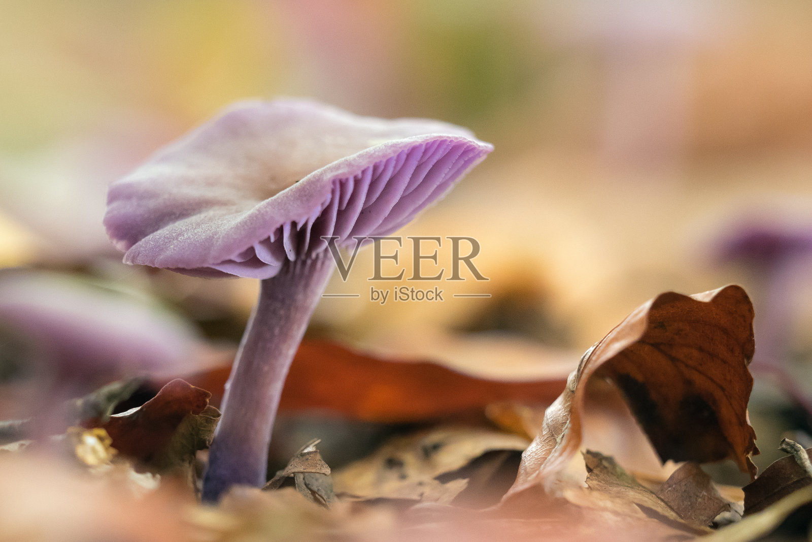 紫菇带叶照片摄影图片