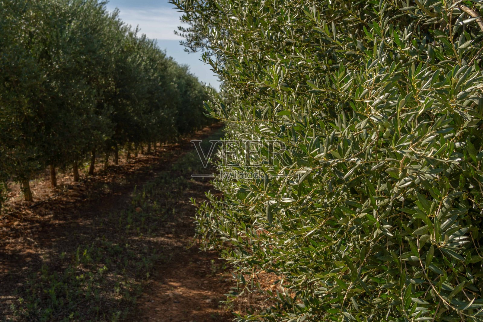 大橄榄种植园中的一棵橄榄树照片摄影图片