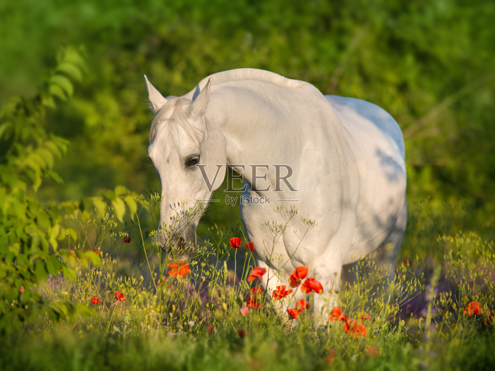 美丽的阿拉伯马照片摄影图片