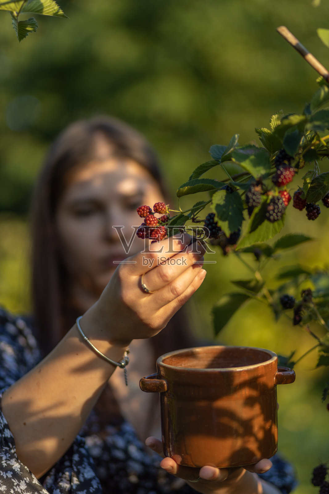 波兰，一个小女孩在初升的阳光下从灌木丛中收集黑莓照片摄影图片
