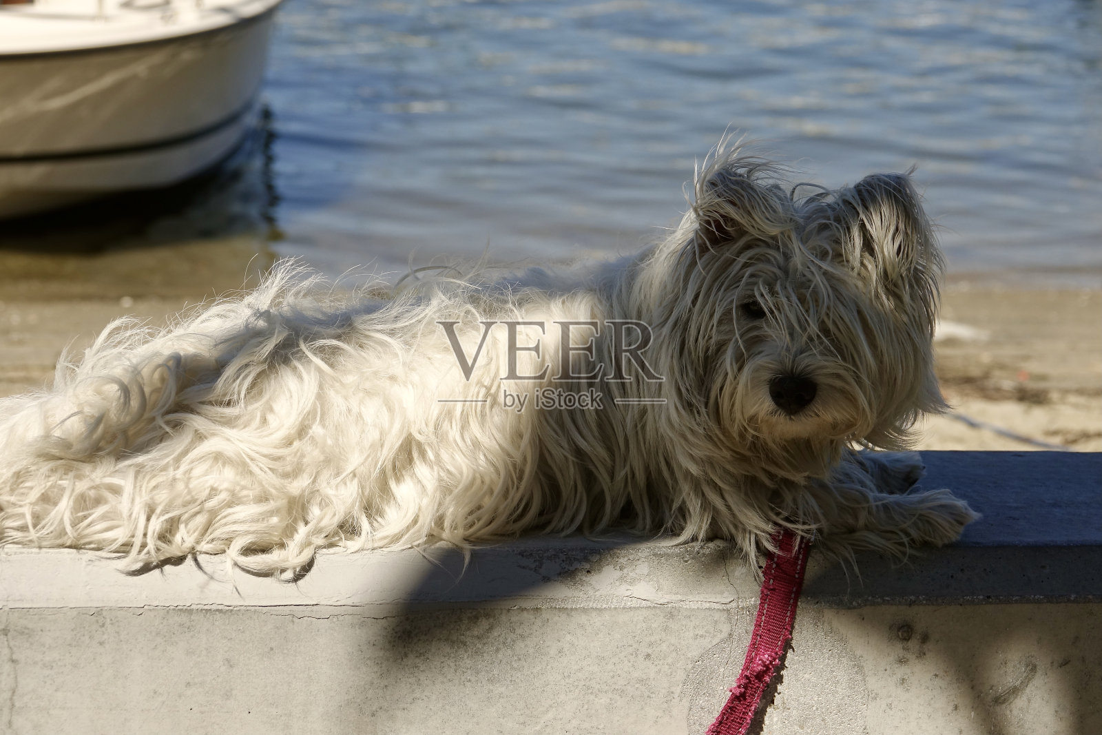 邋遢的白狗在阳光下打盹照片摄影图片