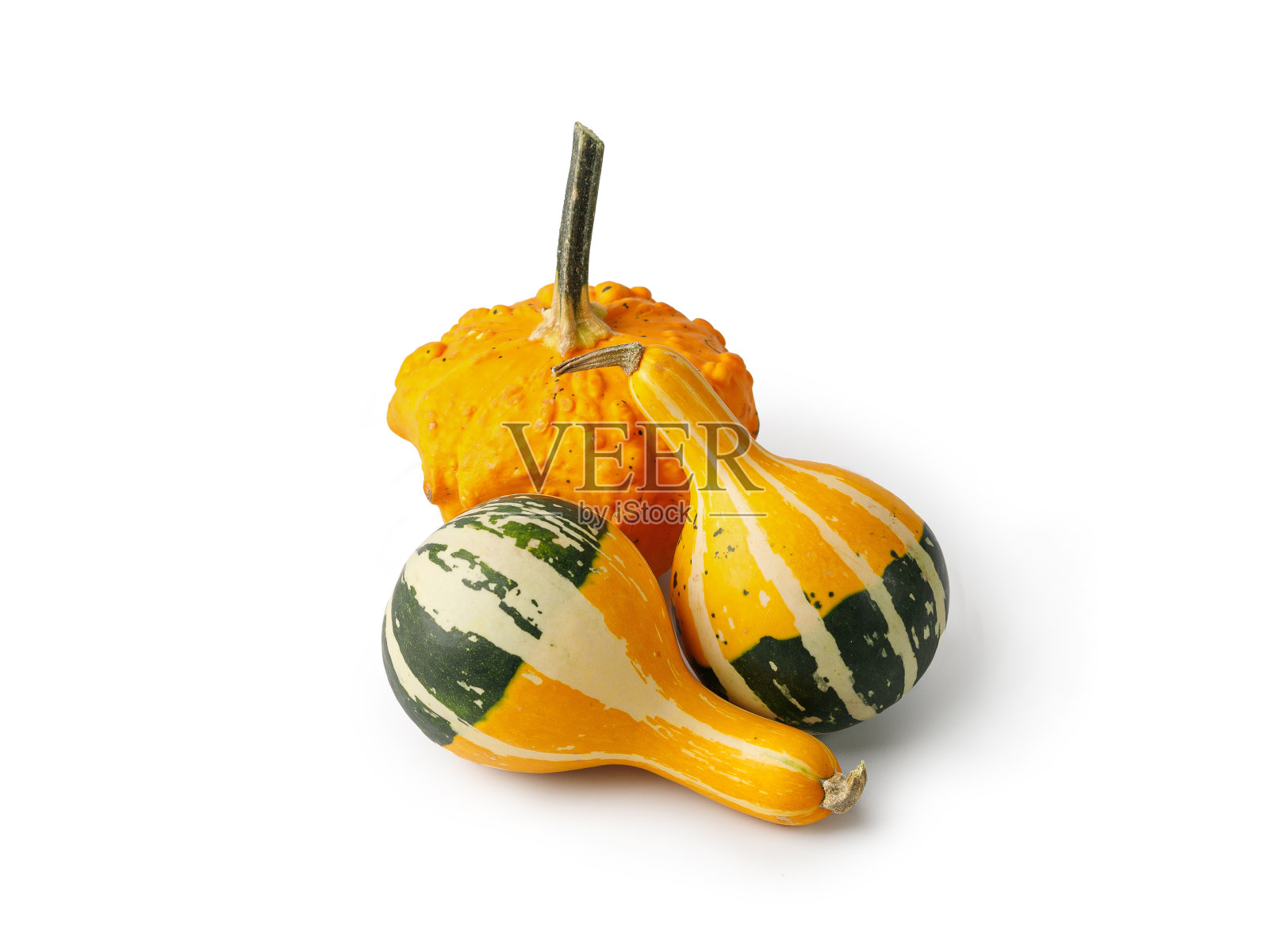 彩色装饰南瓜孤立在白色背景为感恩节，万圣节。一组迷你南瓜。照片摄影图片