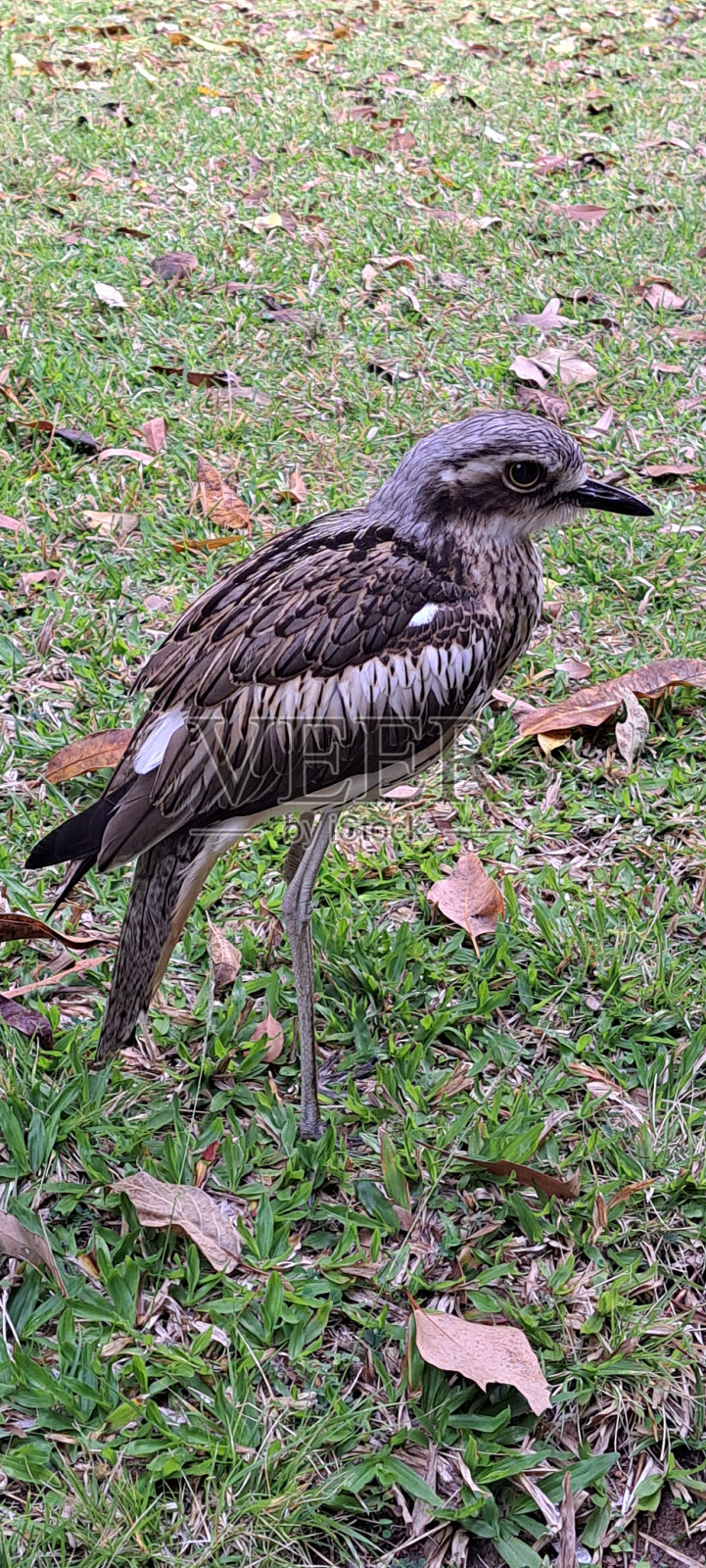 麻鹬照片摄影图片