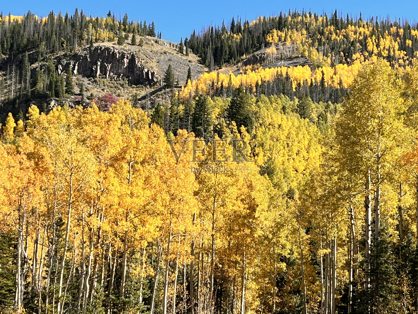 秋天/秋天的颜色，Sangre de Cristo山，科罗拉多州照片摄影图片