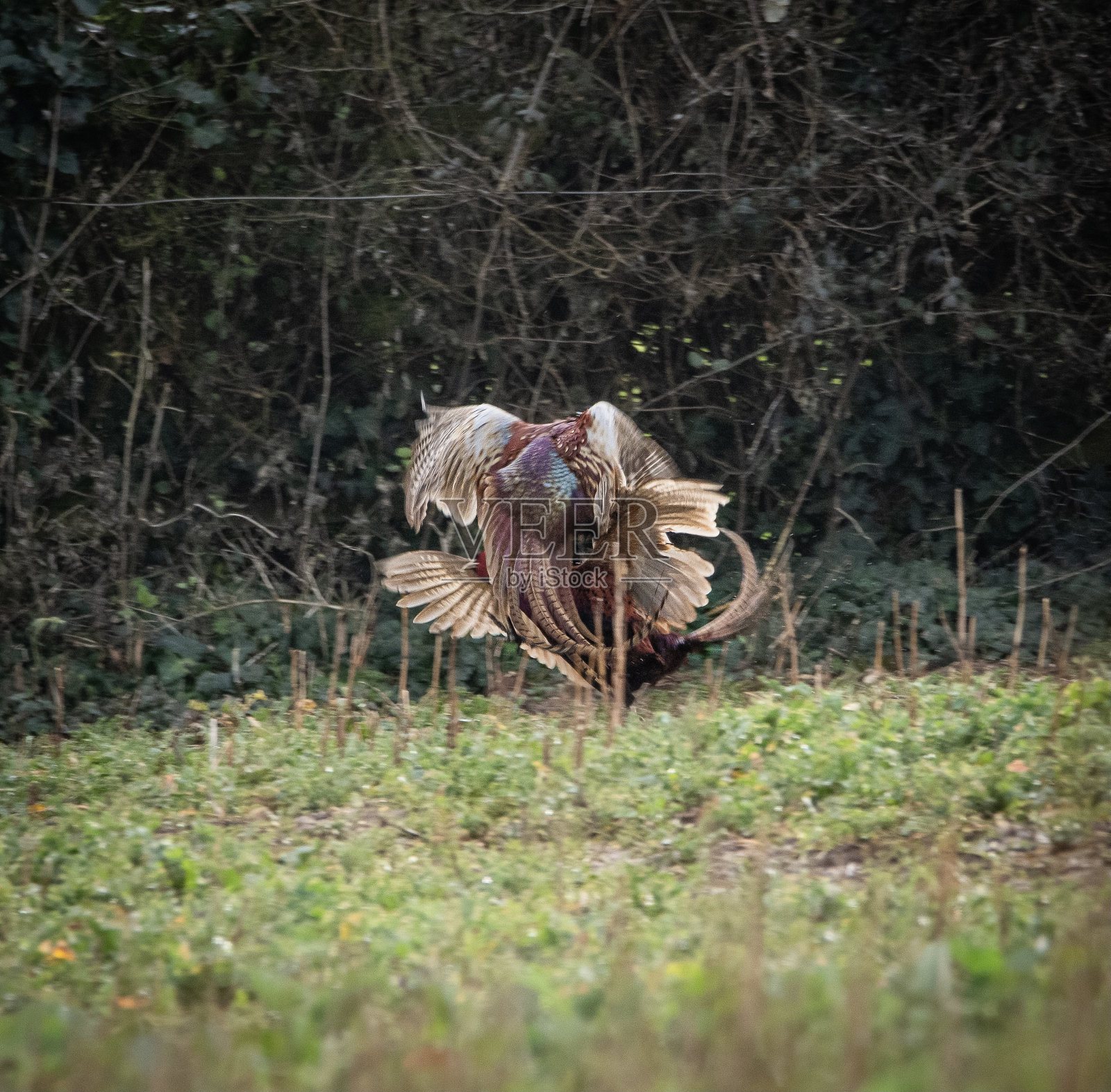 两只雄性野鸡在空中打斗照片摄影图片