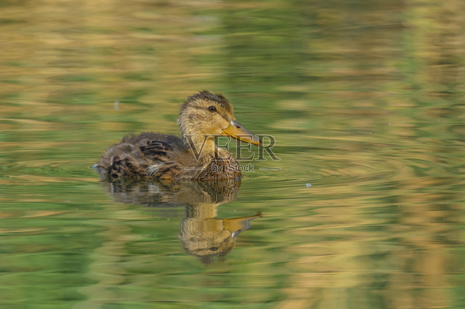 一只年轻的绿头鸭在湖上游泳照片摄影图片