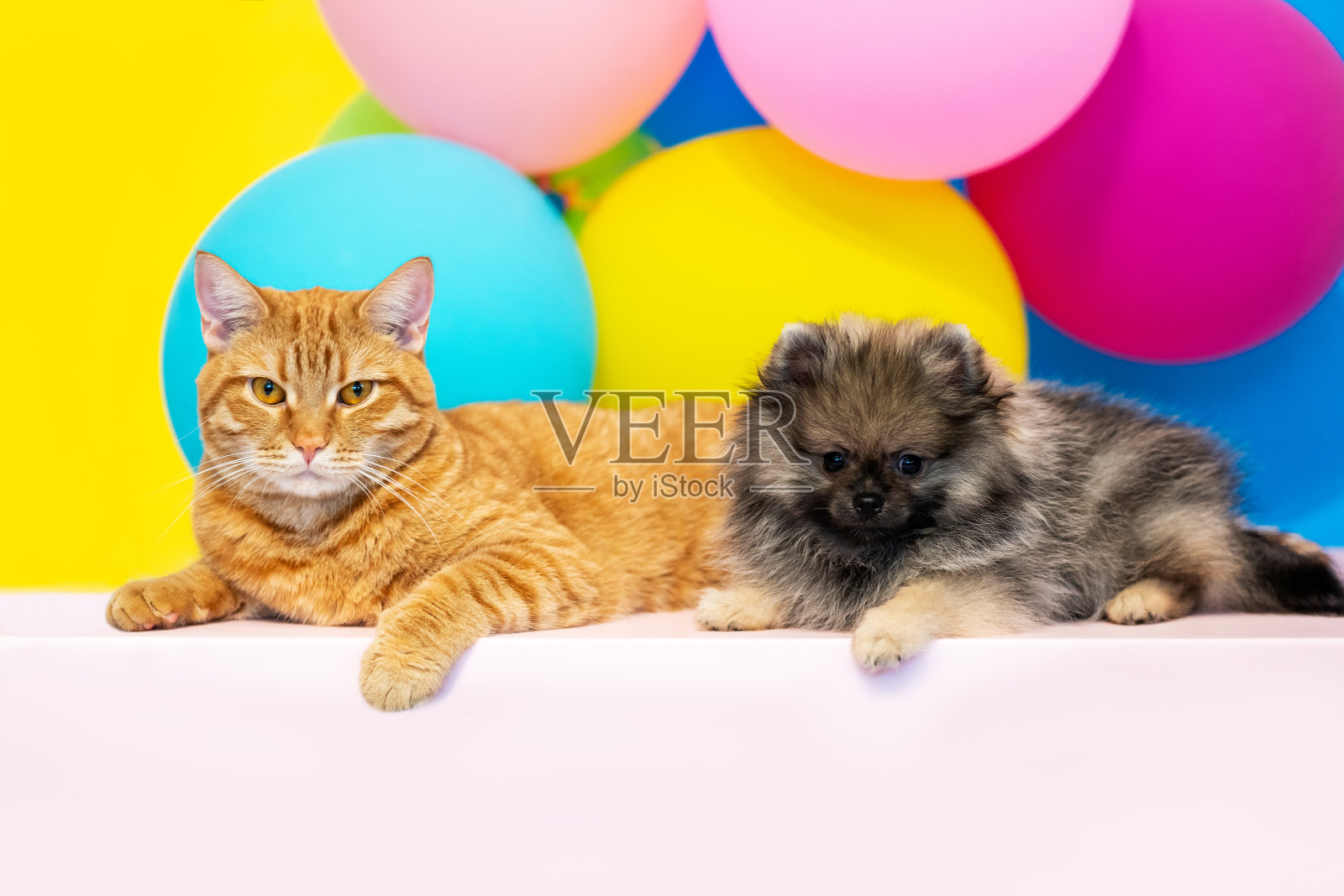 小波美拉尼亚斯皮兹小狗与一个成年英国红猫在彩色的背景照片摄影图片