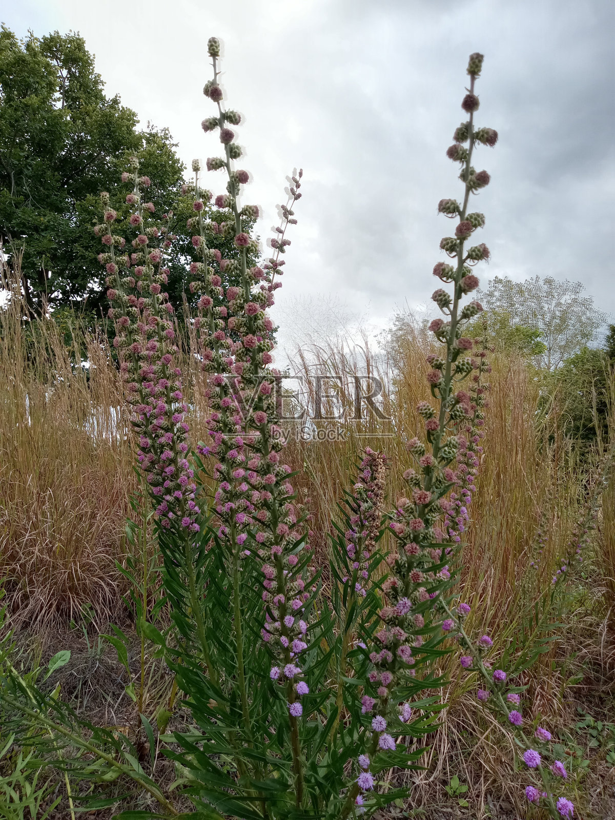 秋天的野花照片摄影图片