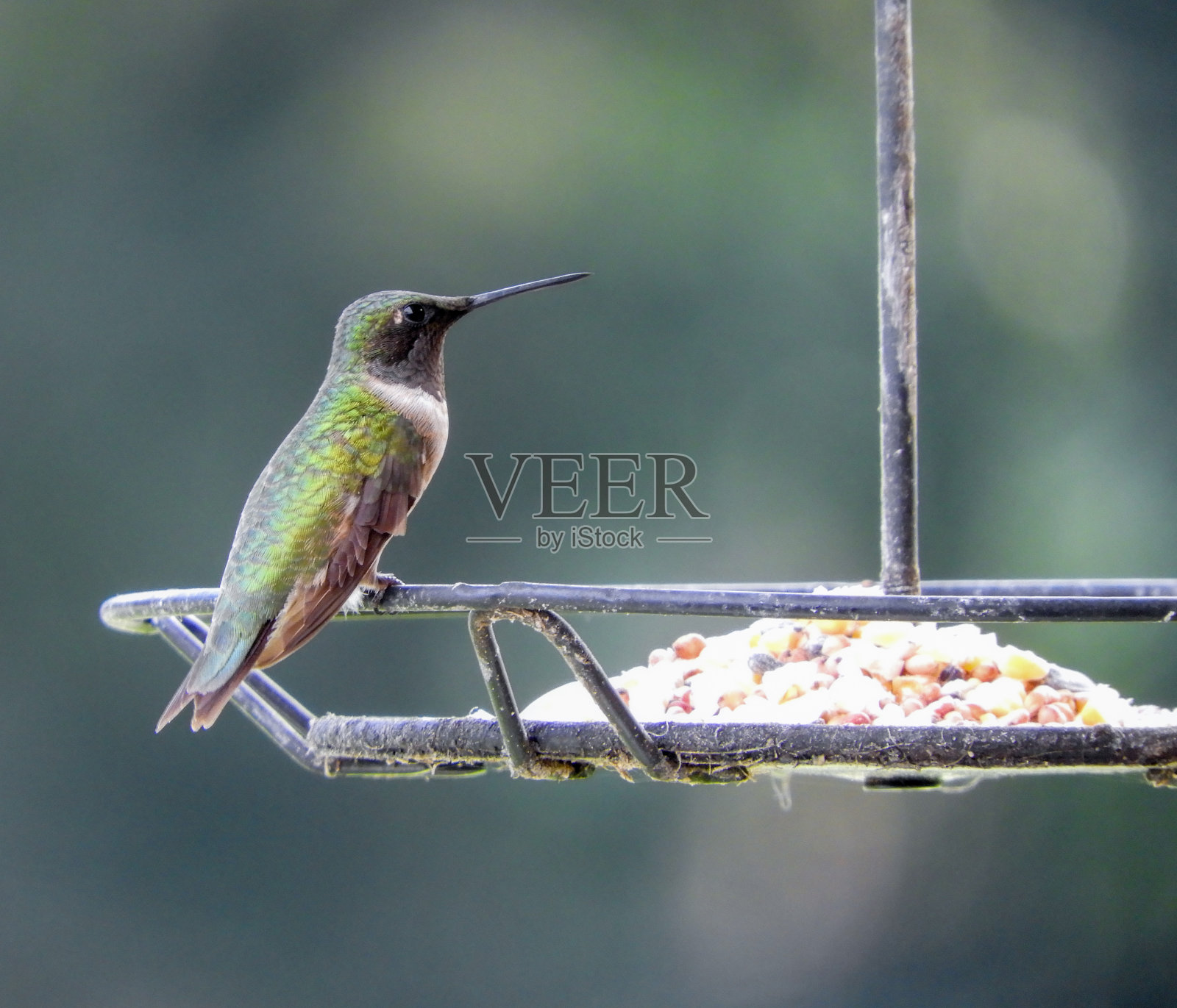 Ruby的过渡蜂鸟照片摄影图片