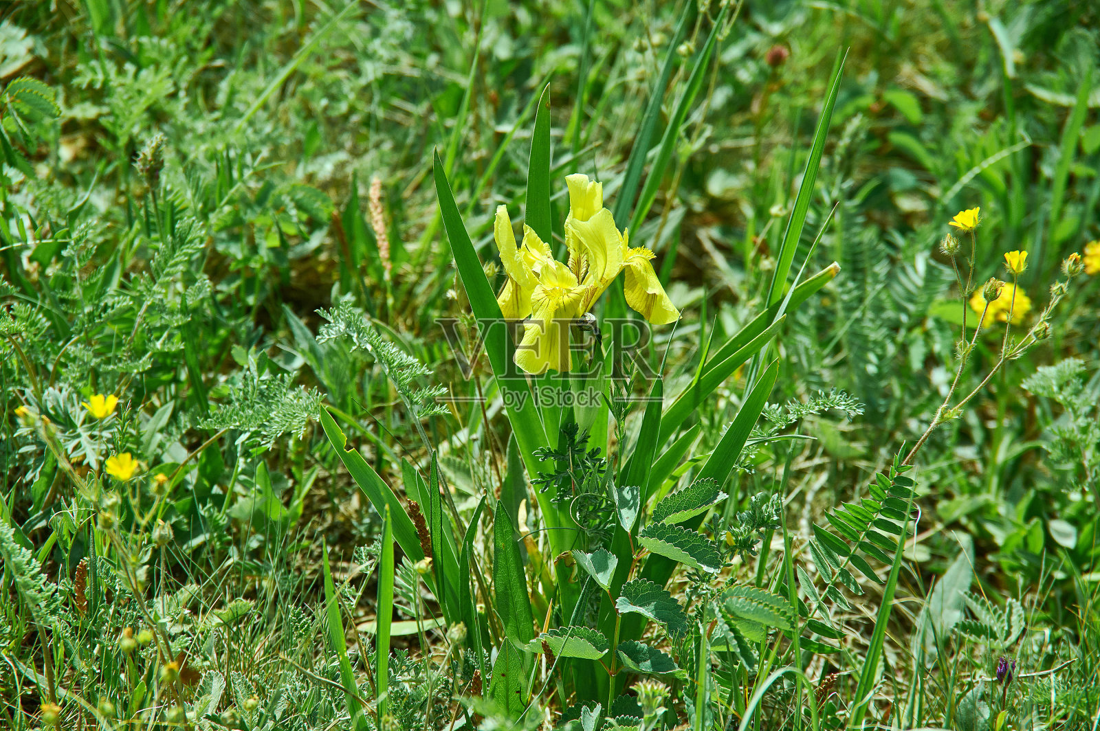 假鸢尾花照片摄影图片