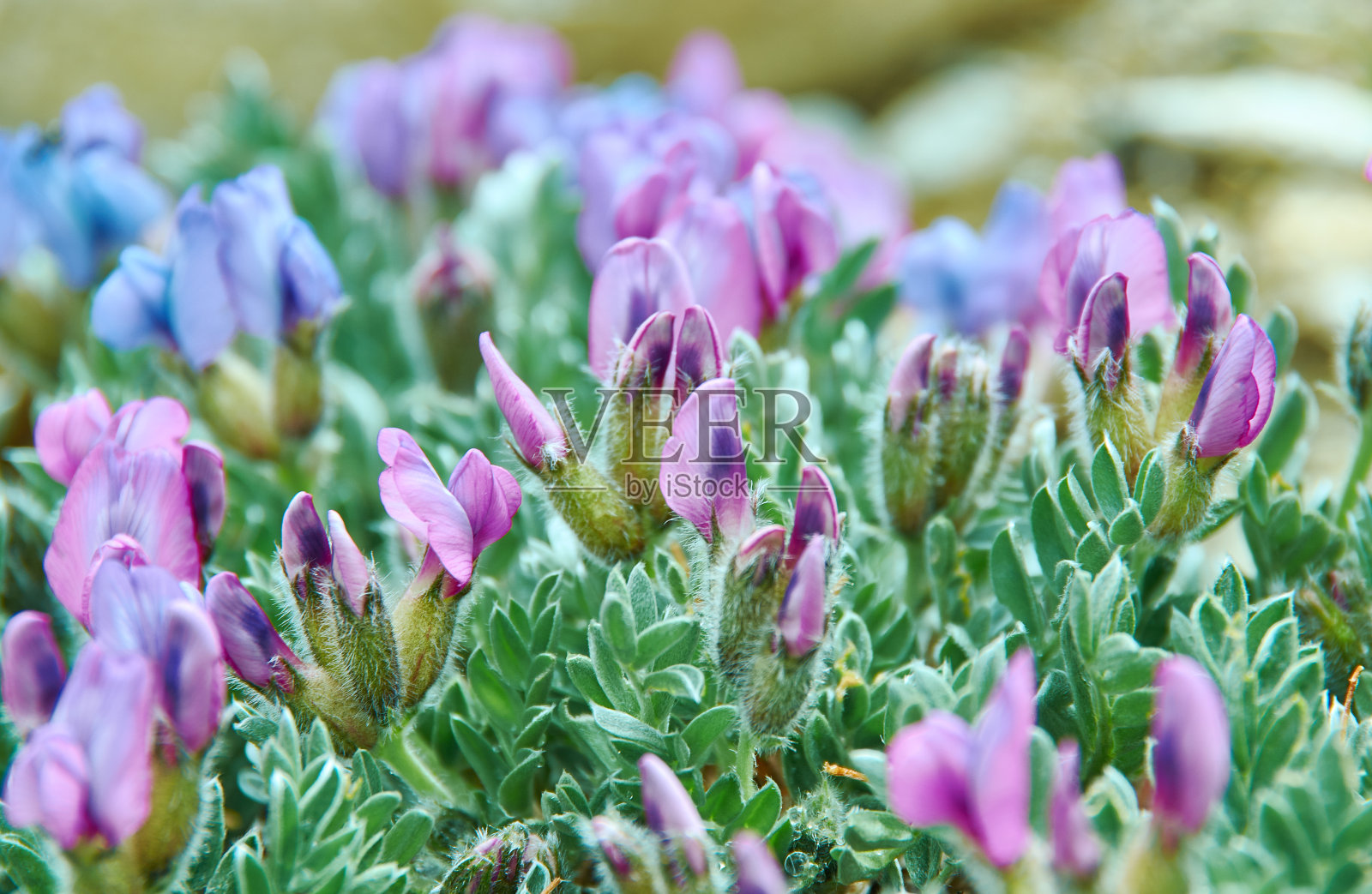 氧化性阿奈提照片摄影图片