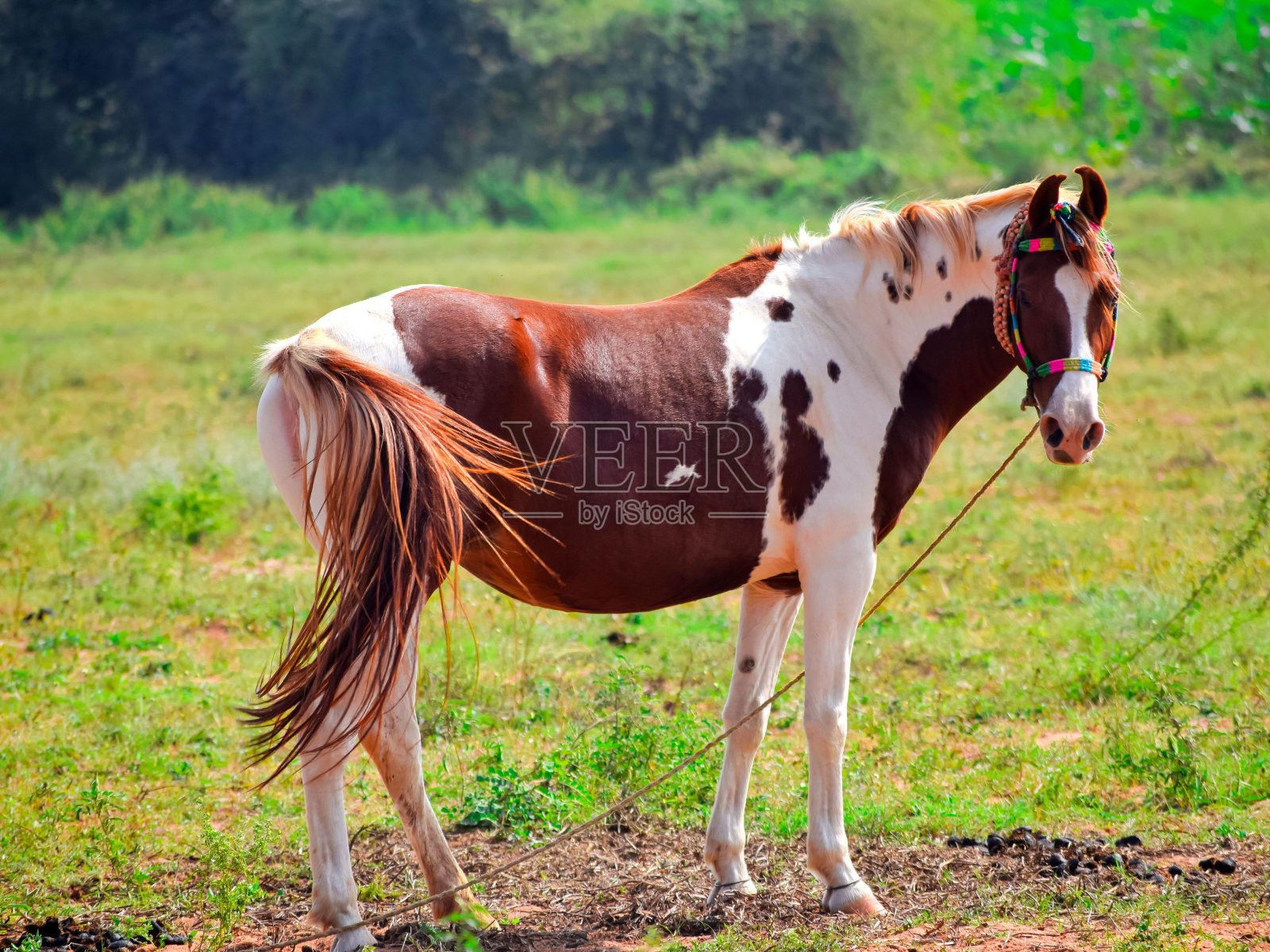 美丽的阿拉伯马照片摄影图片