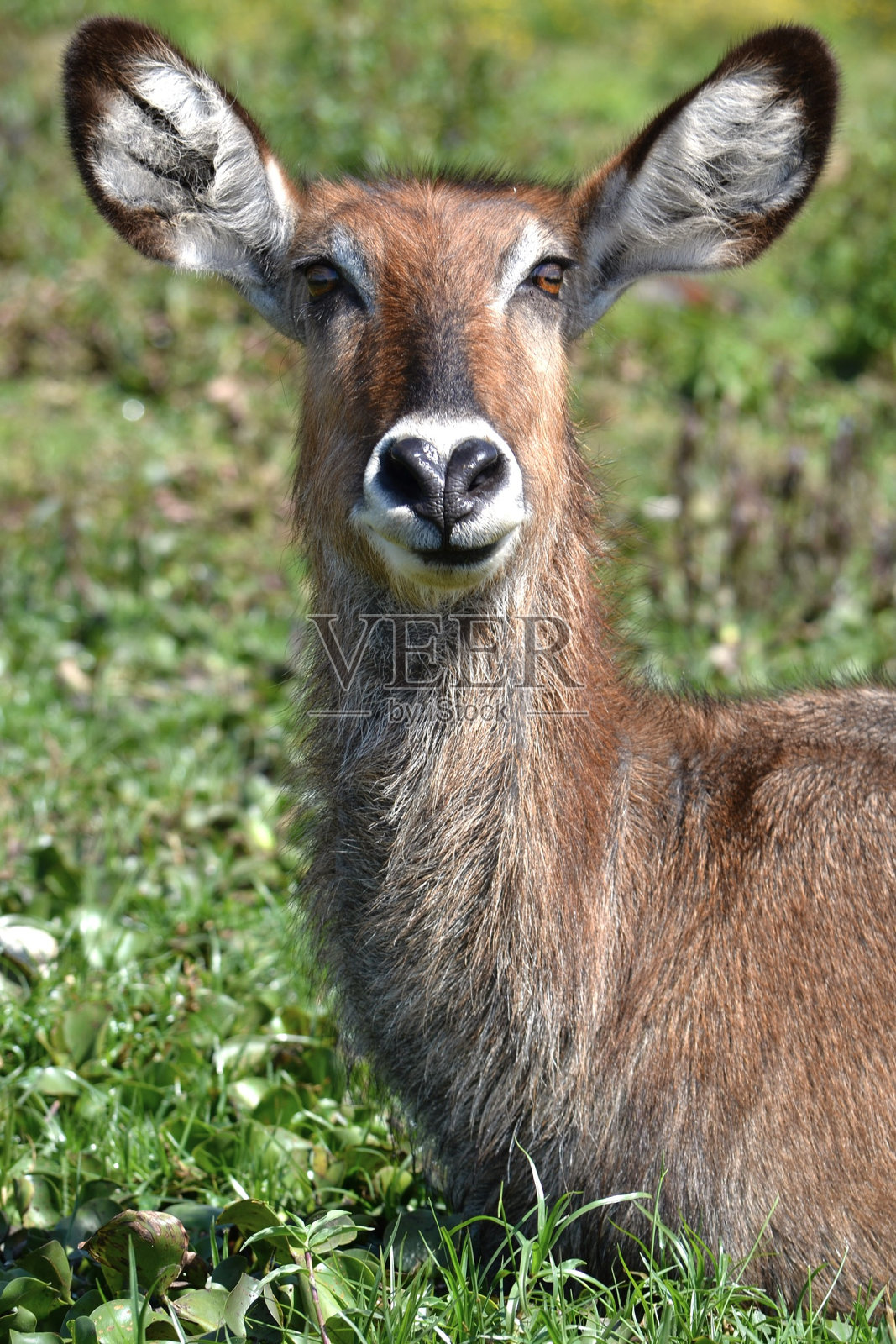 非洲的动物照片摄影图片