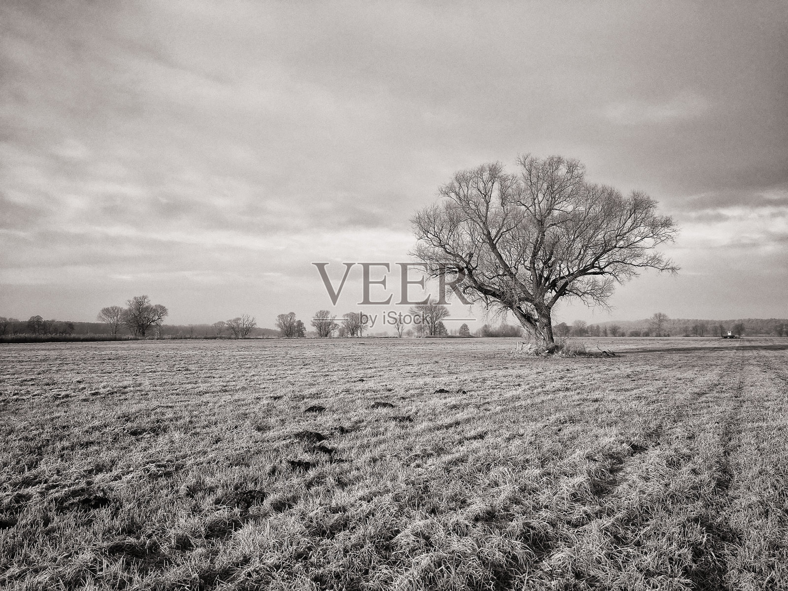 冬天的树照片摄影图片