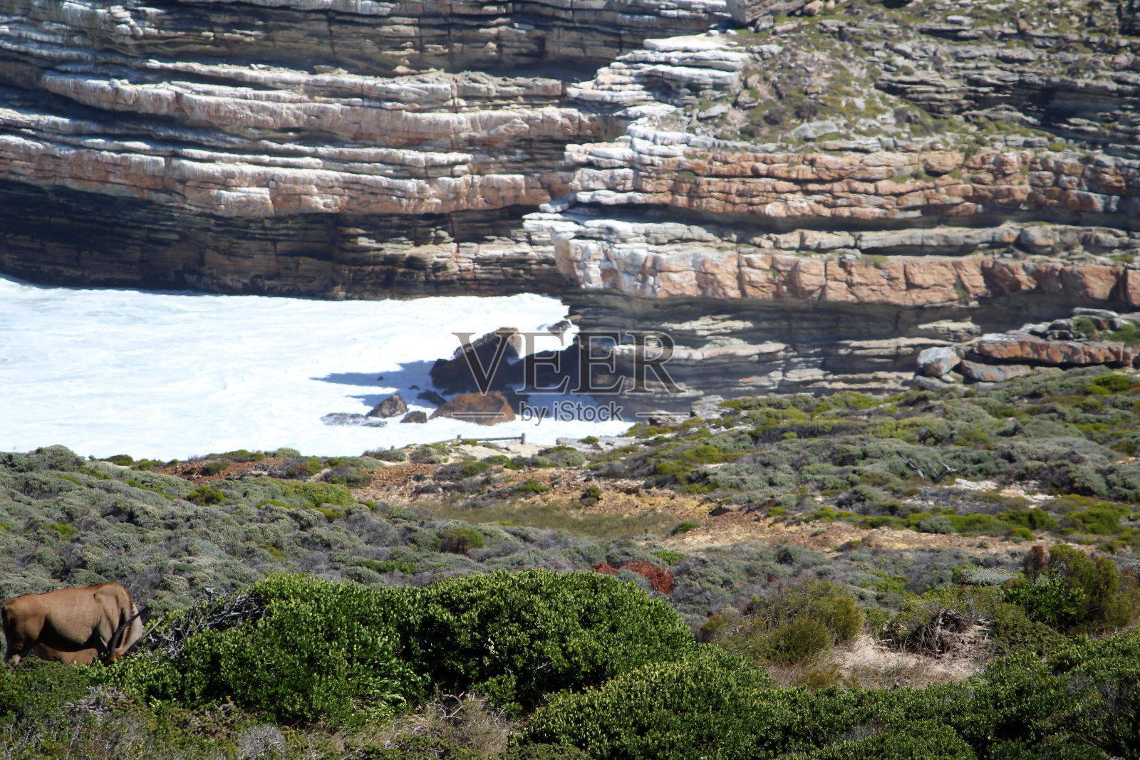在海边吃草的野羚羊(牛羚):(图SShukla)照片摄影图片