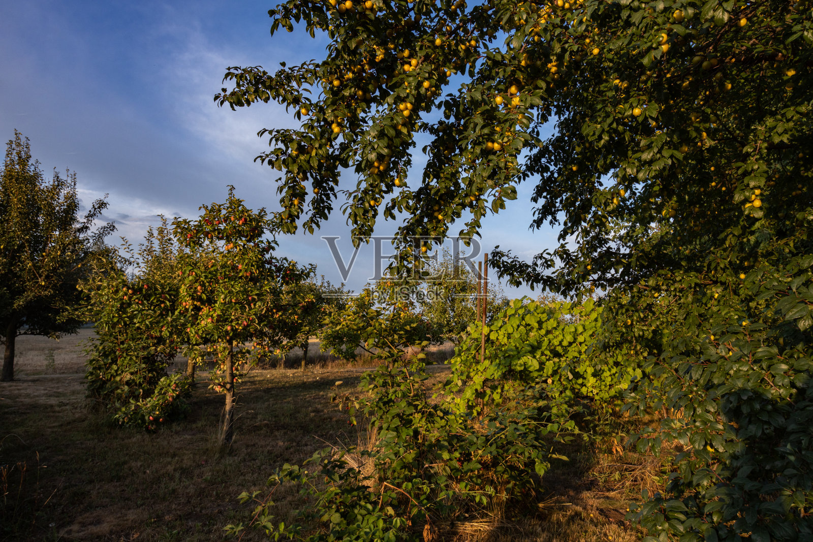 生态乡村果园，有机食品农业，波兰照片摄影图片