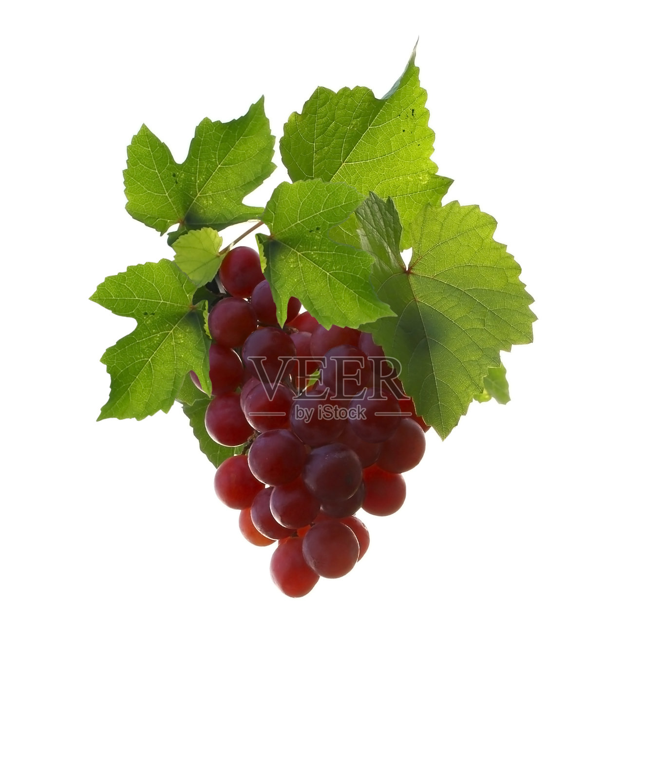 甜的红葡萄，绿色新鲜的叶子孤立在白色的背景照片摄影图片