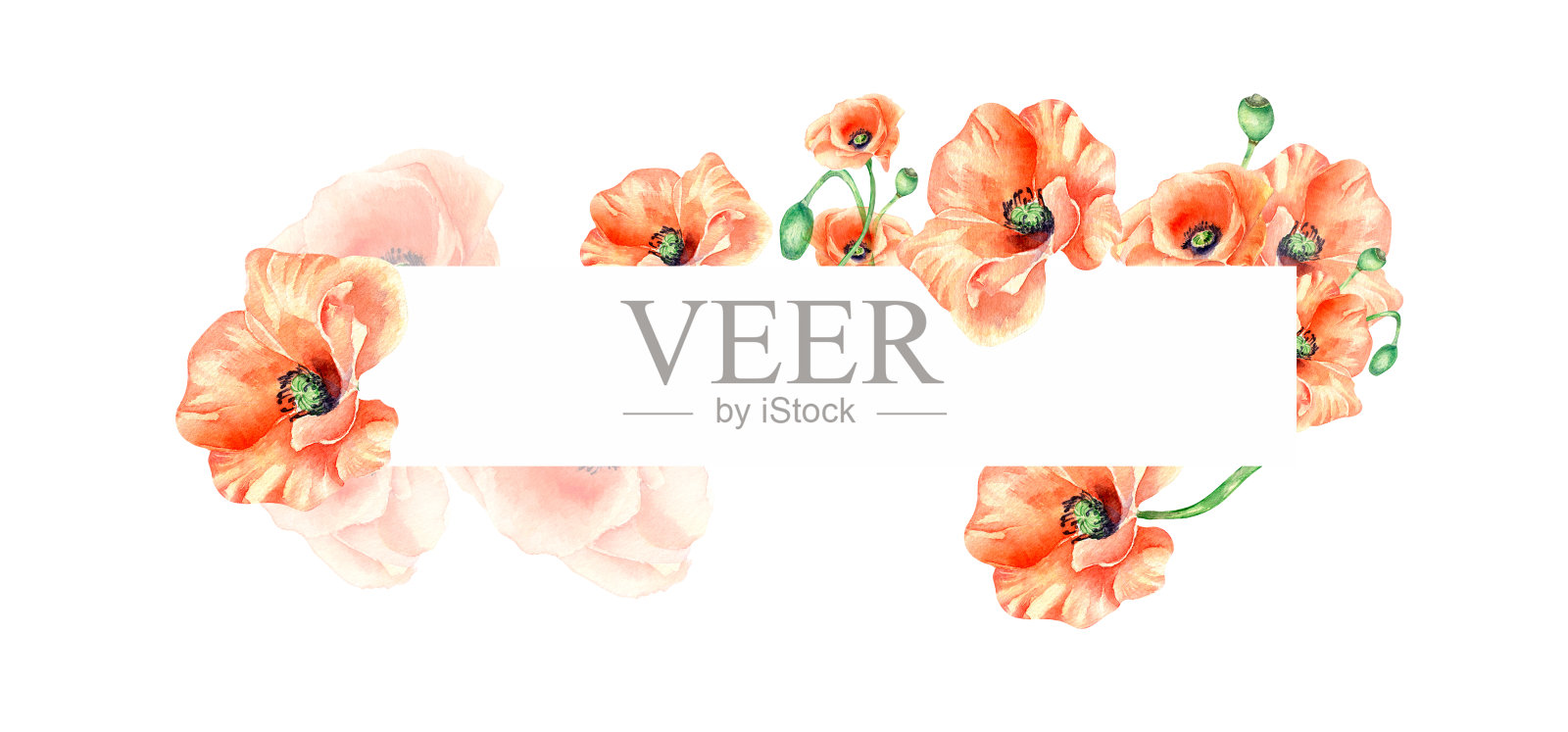 画框用草地红花水彩插图隔离。插画图片素材