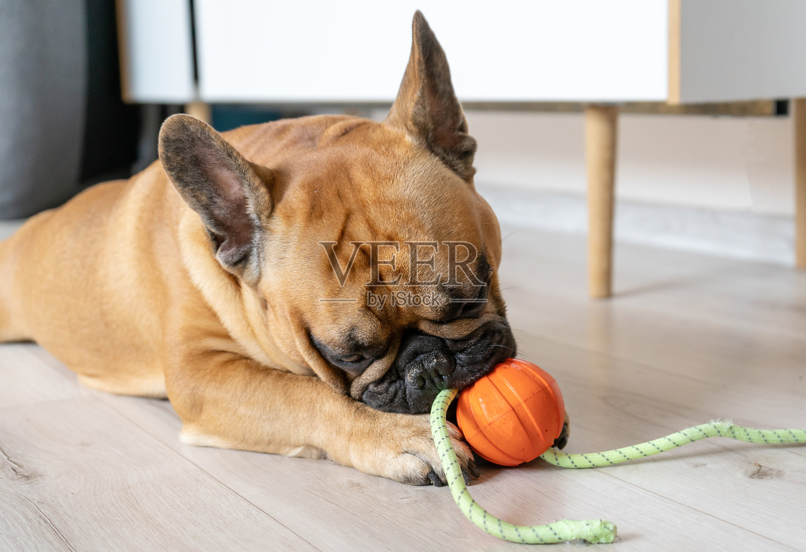 法国斗牛犬小狗在家里玩橙色的球。特写肖像照片摄影图片