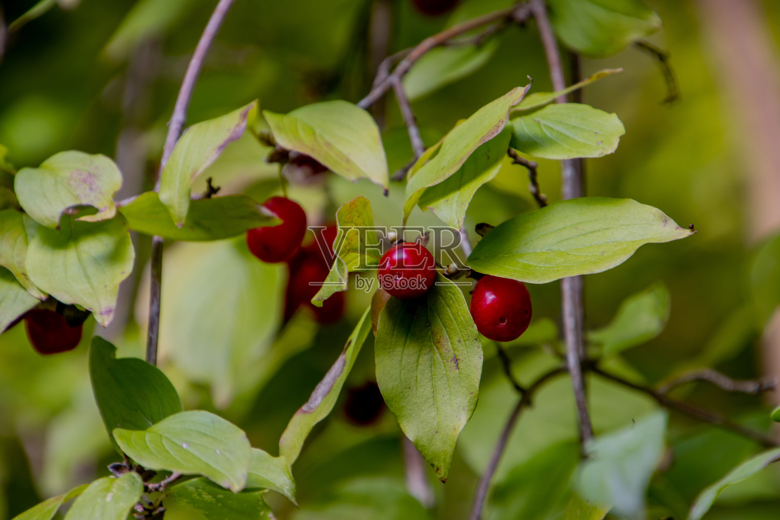 红色和成熟的山茱萸樱桃的特写，也叫山茱萸照片摄影图片