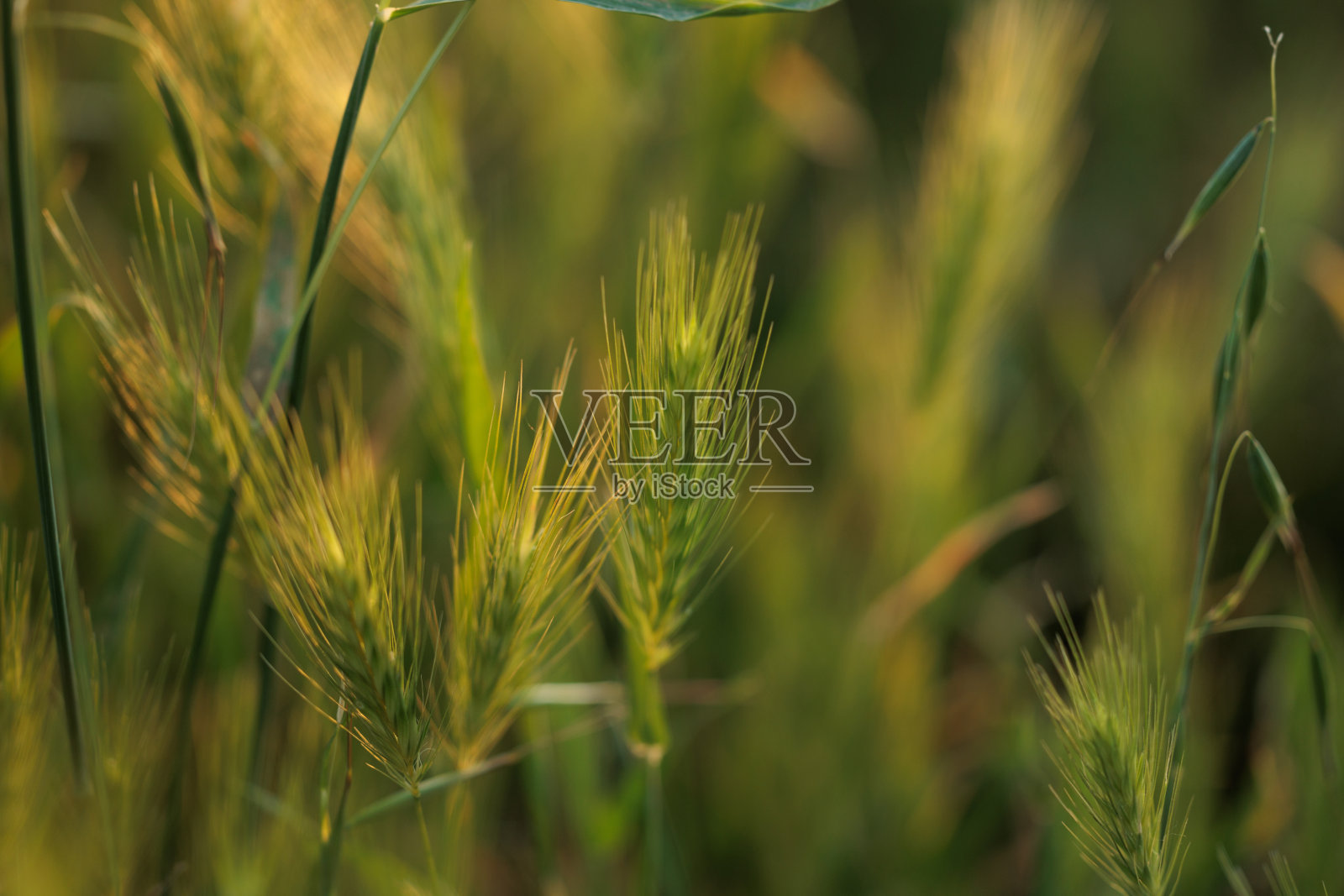 一株绿色的海大麦照片摄影图片