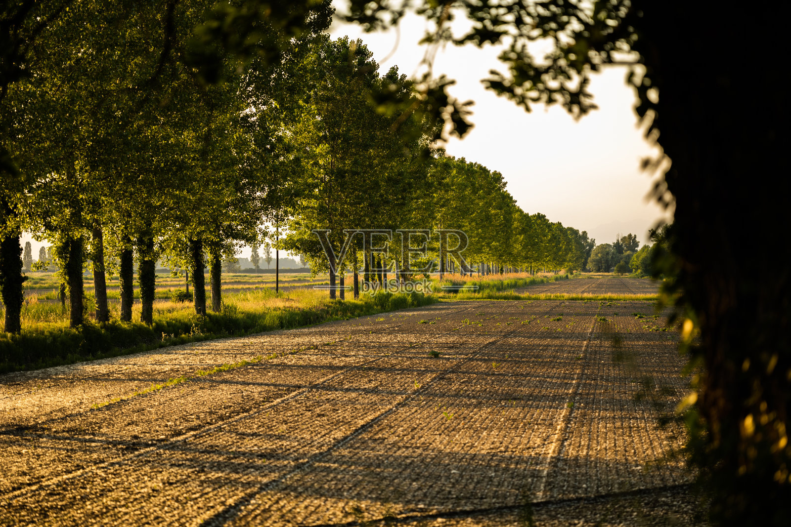 美丽的乡村环境，树木沿着土路伸展，周围是耕地和犁过的田地，在春天日落时被阳光照亮照片摄影图片