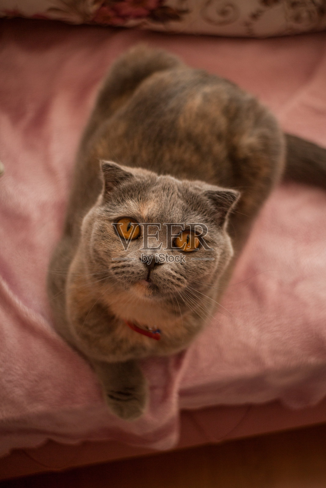 苏格兰折耳猫坐在粉色沙发上，抬头看，选择性对焦，横向拍照照片摄影图片