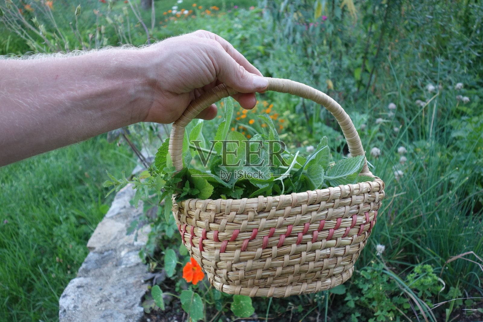在食物或医药上用于烹饪的草本植物照片摄影图片