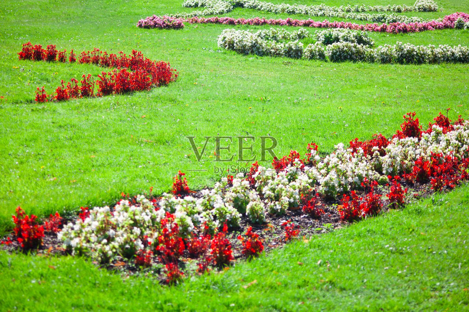 盛开的花园装饰照片摄影图片