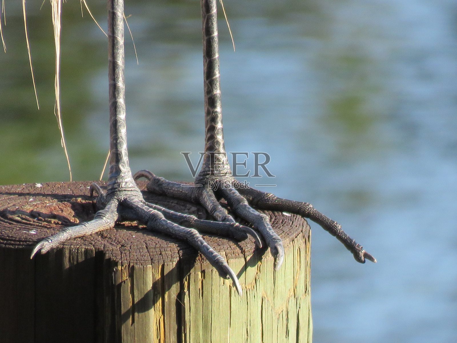 大鸟的脚和爪子站在柱子上照片摄影图片