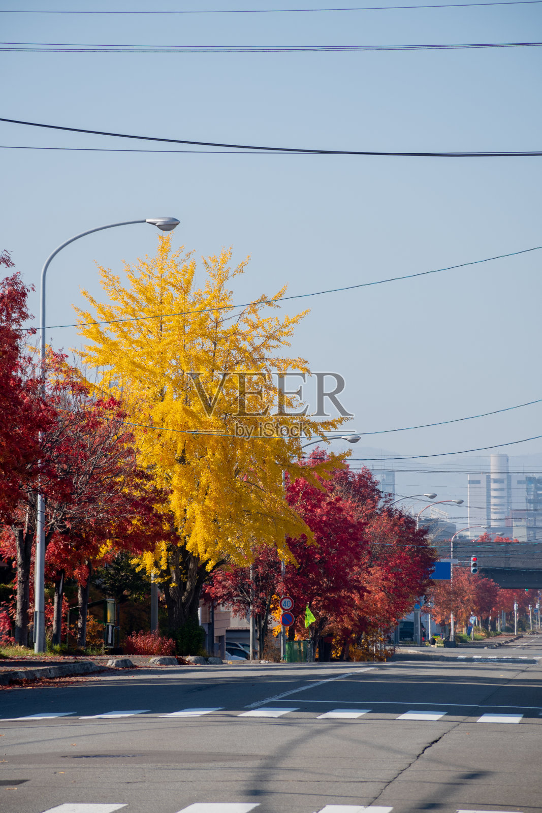 路边有美丽的黄色和红色的树照片摄影图片