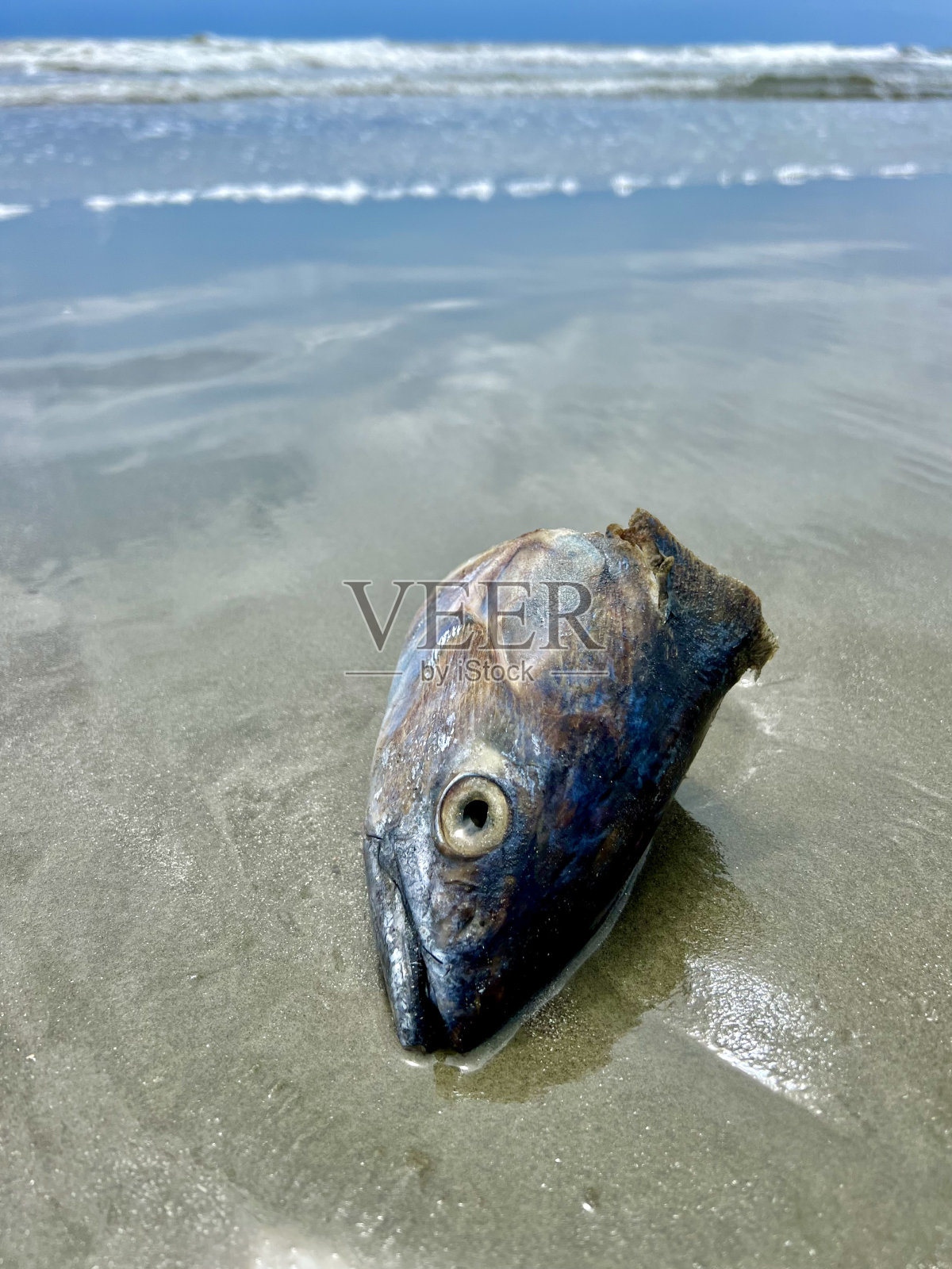 鱼头照片摄影图片