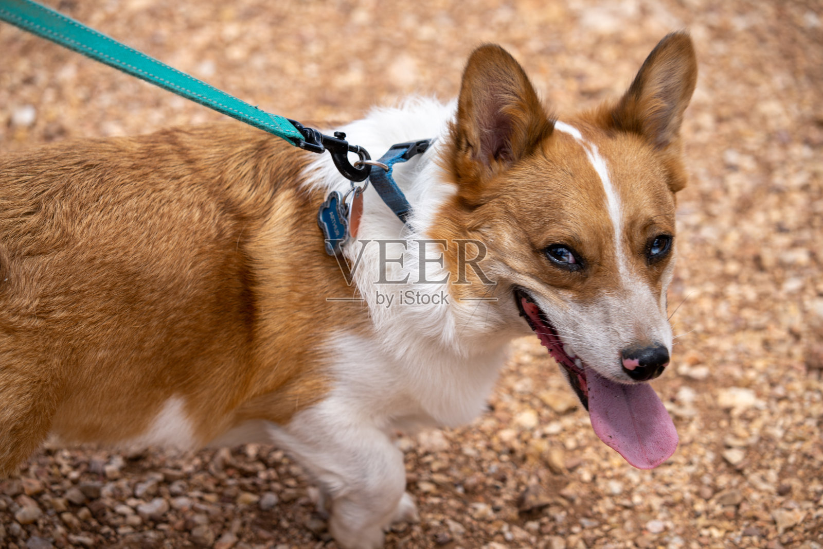 出去散步照片摄影图片