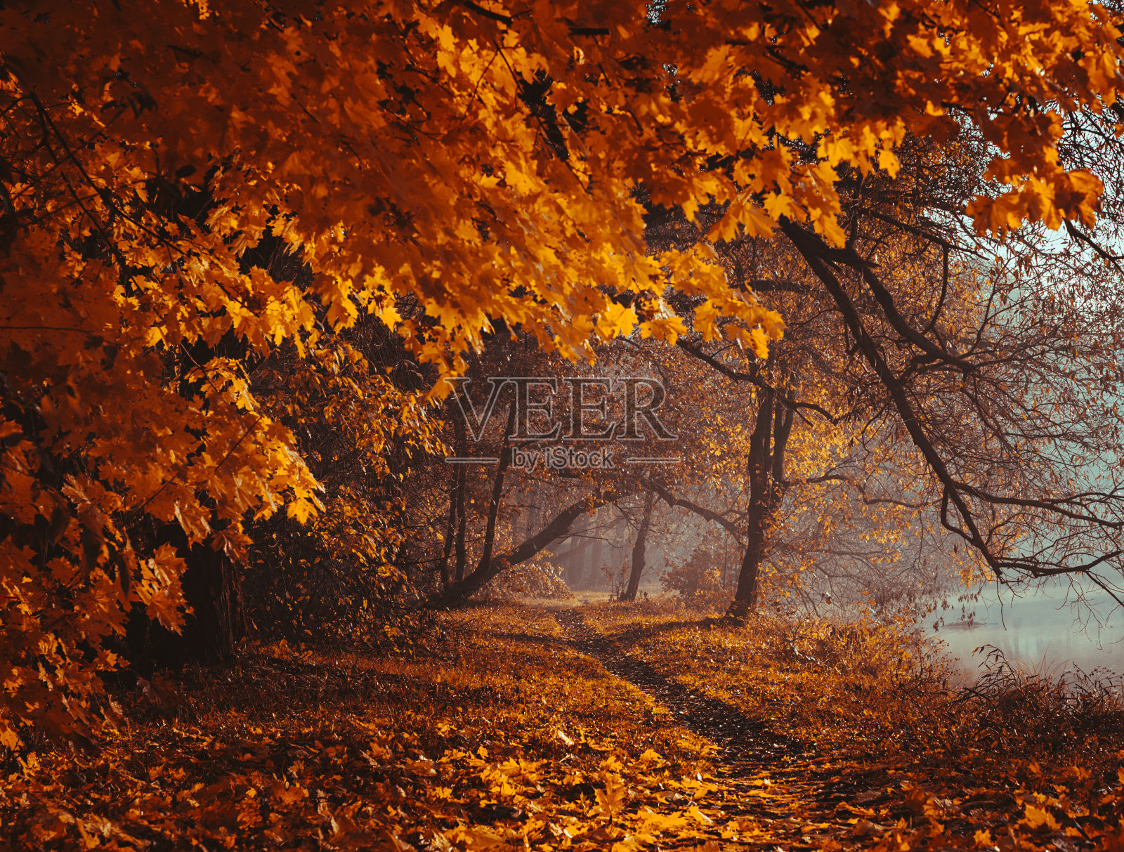 神秘的道路。精灵森林。神秘的气氛。超自然的另一个世界。雾中的陌生森林。黑暗可怕的公园。背景壁纸。可怕的梦。照片摄影图片