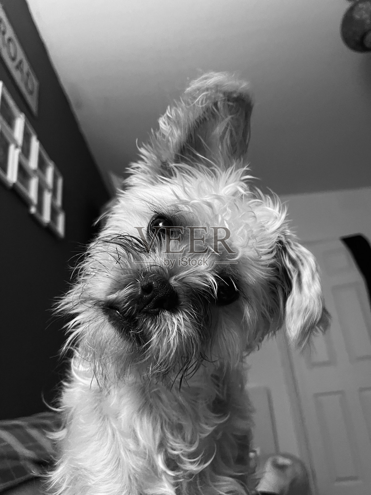 爱。照片摄影图片