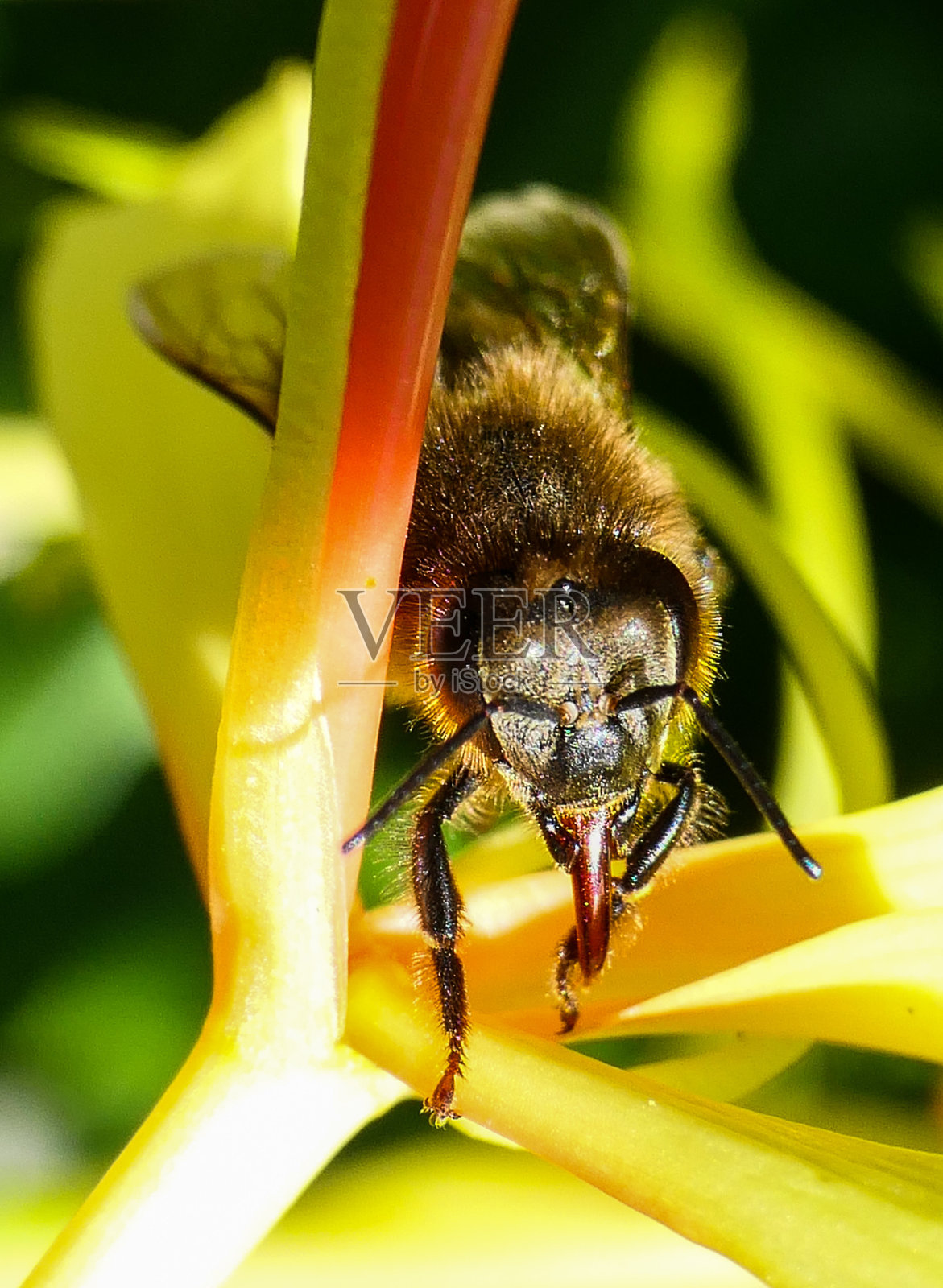 一只蜜蜂在黄花上的特写镜头照片摄影图片