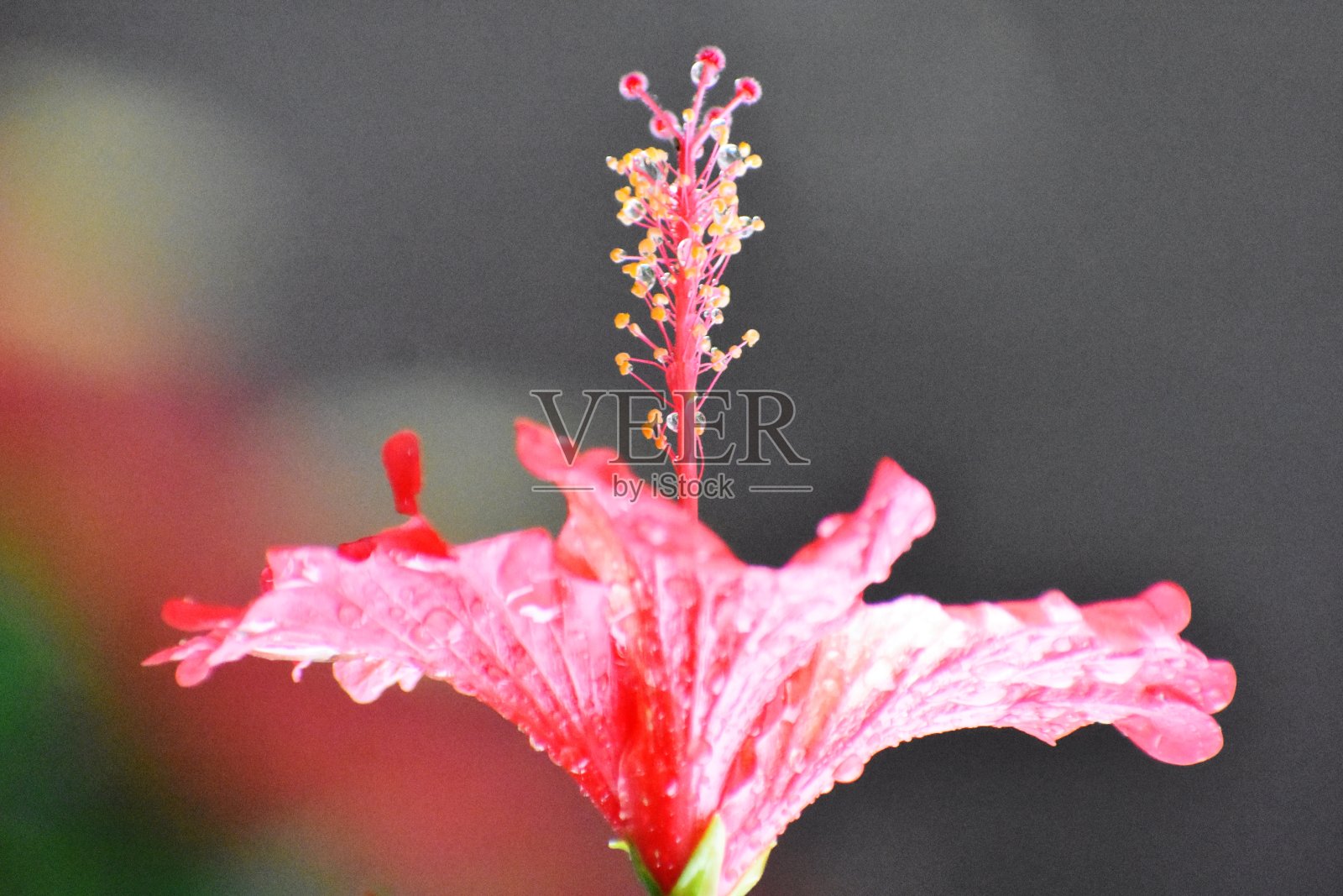 红色芙蓉花的特写照片摄影图片