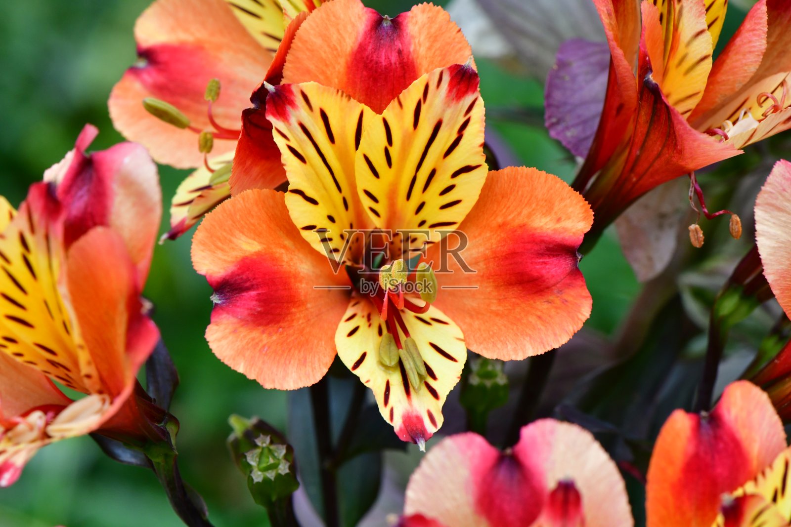 花园照片摄影图片