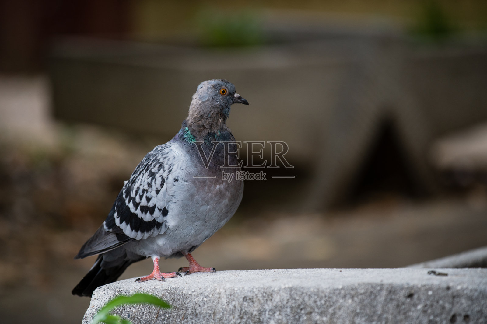 Mourning那里照片摄影图片