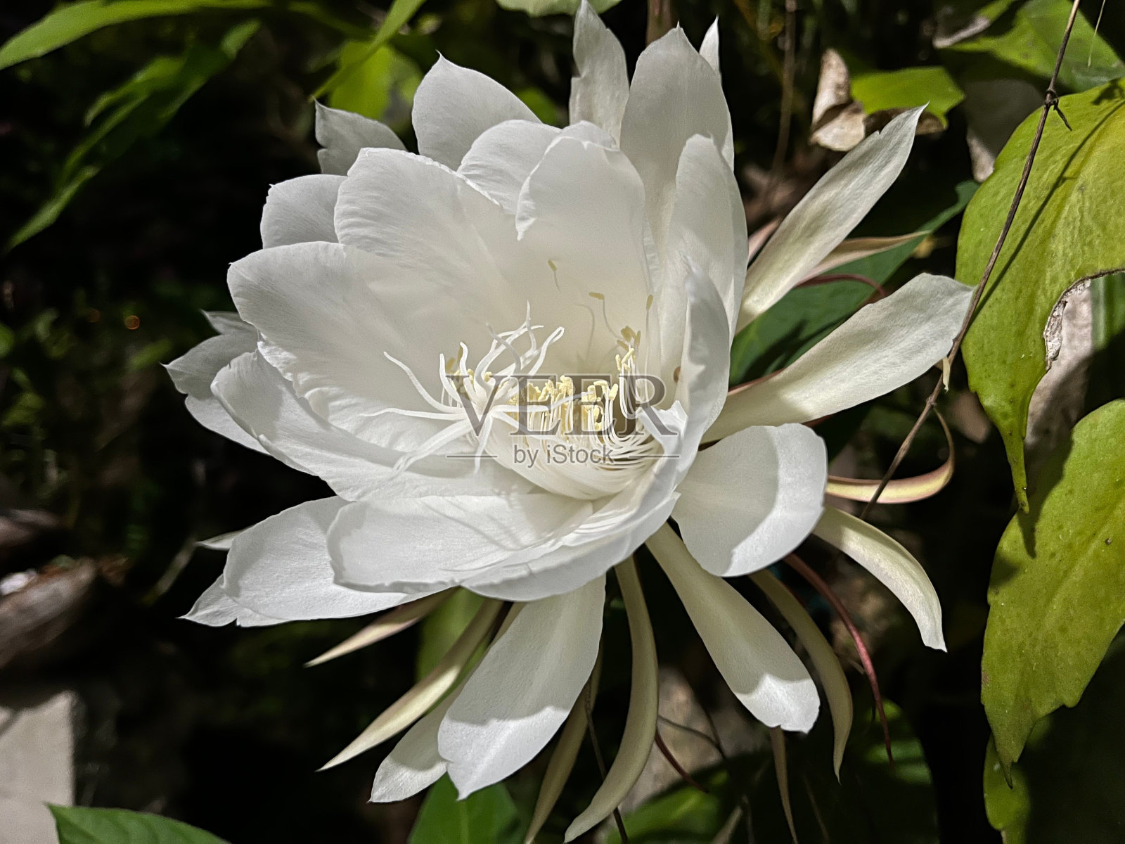 美丽罕见的白色女王的夜晚叶昙花特写照片摄影图片