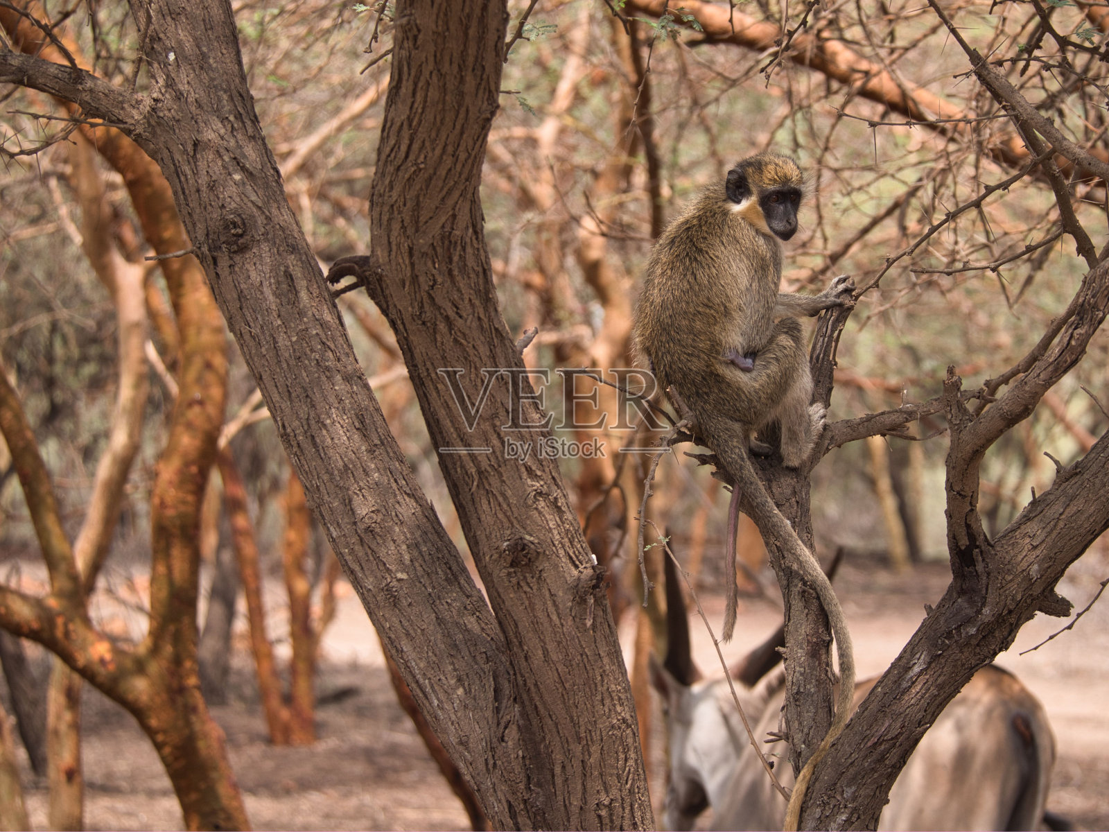 常见的patas猴科照片摄影图片